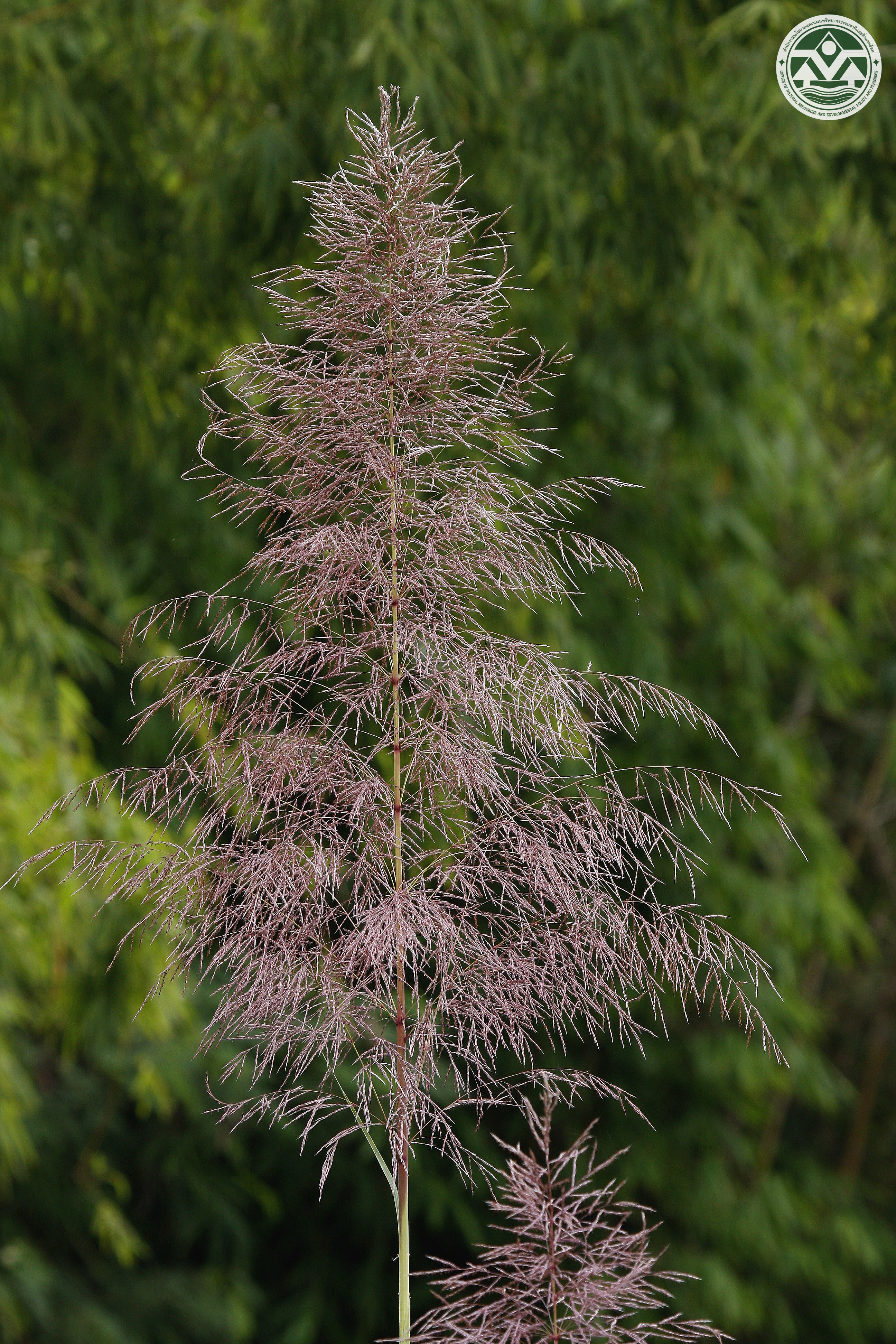 Tripidium arundinaceum