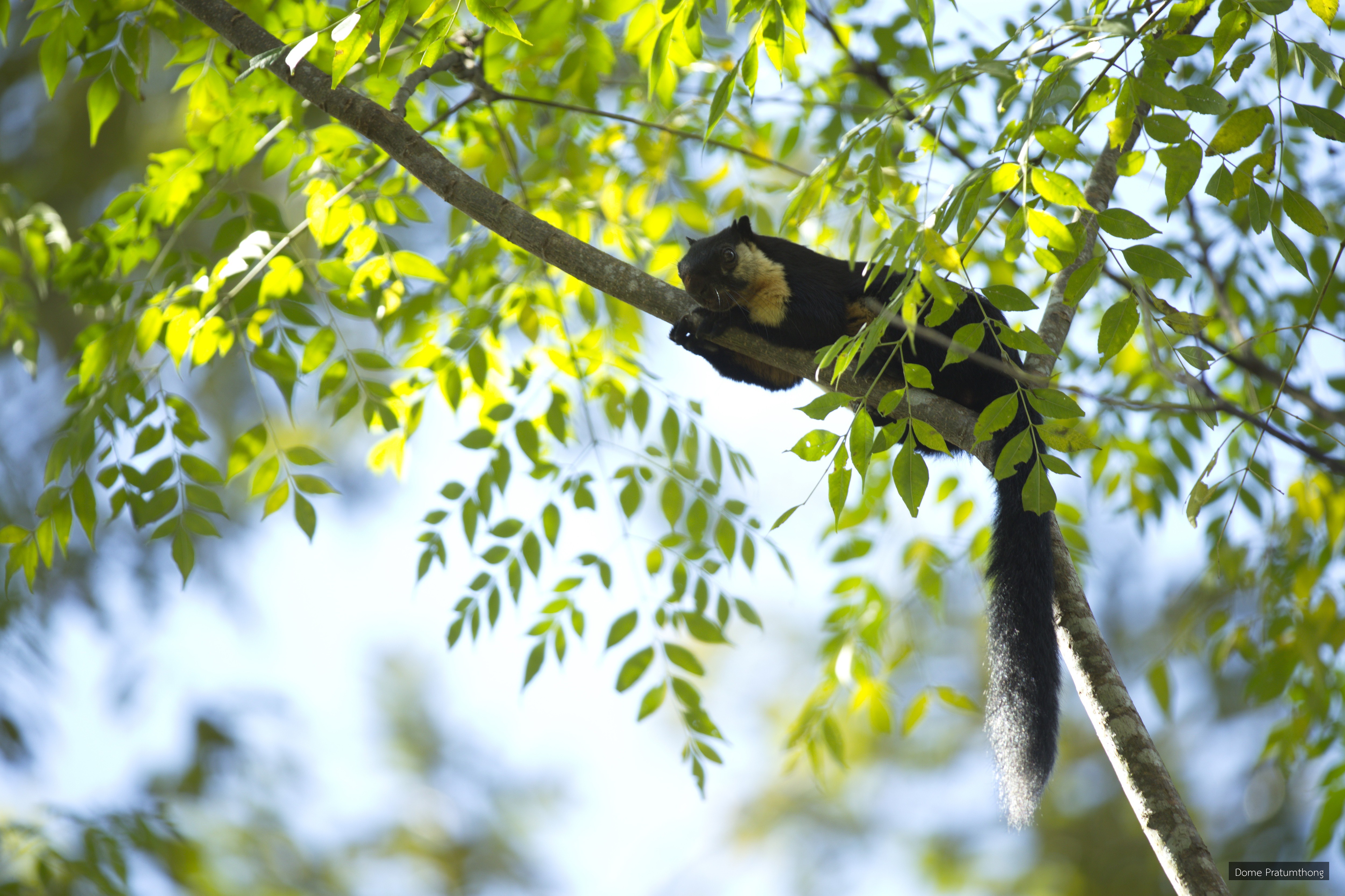 Ratufa bicolor