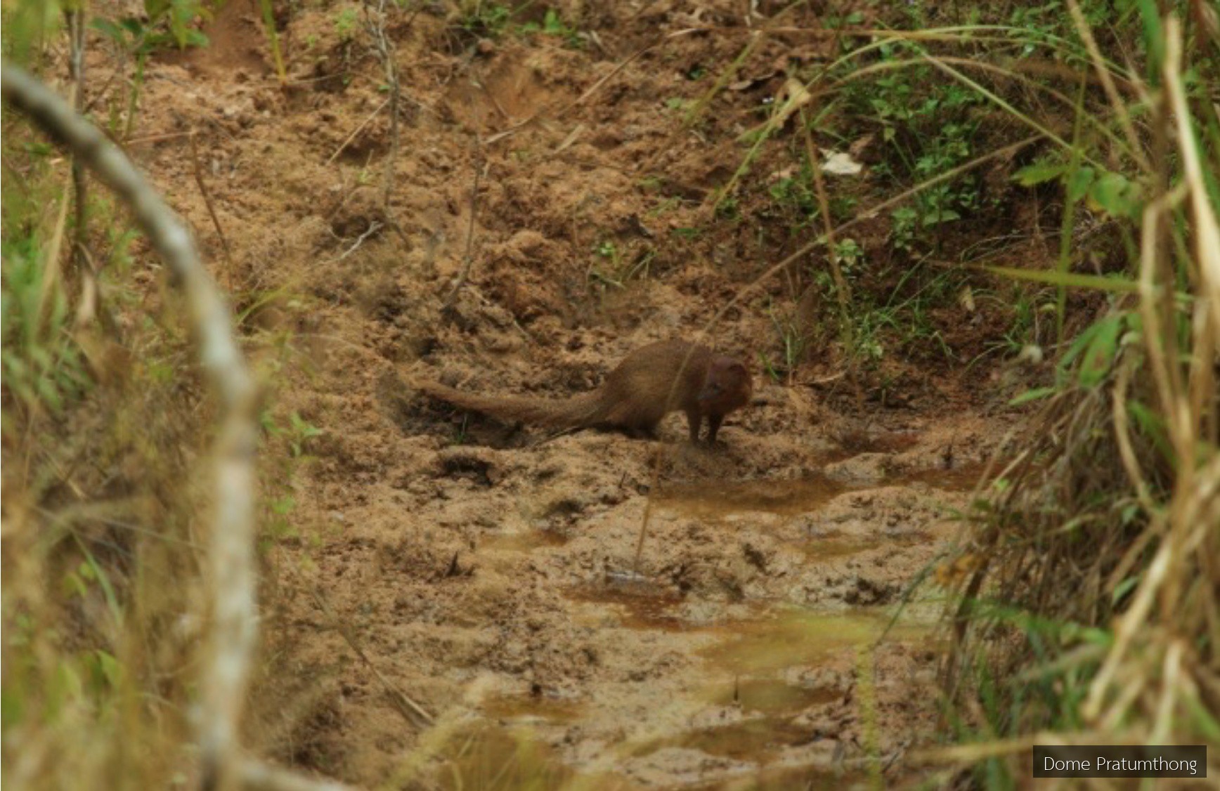 Herpestes javanicus