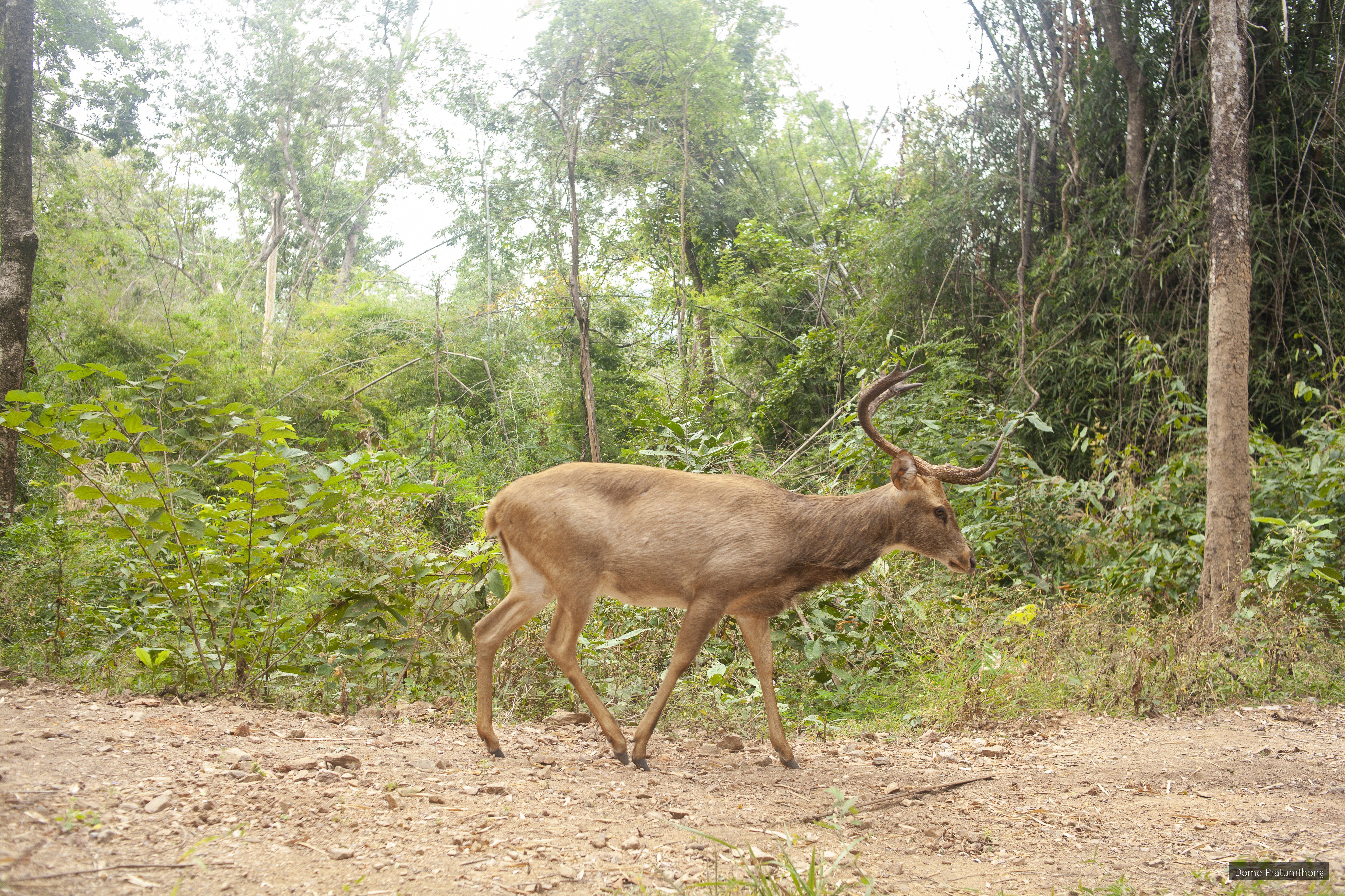 Rucervus eldii
