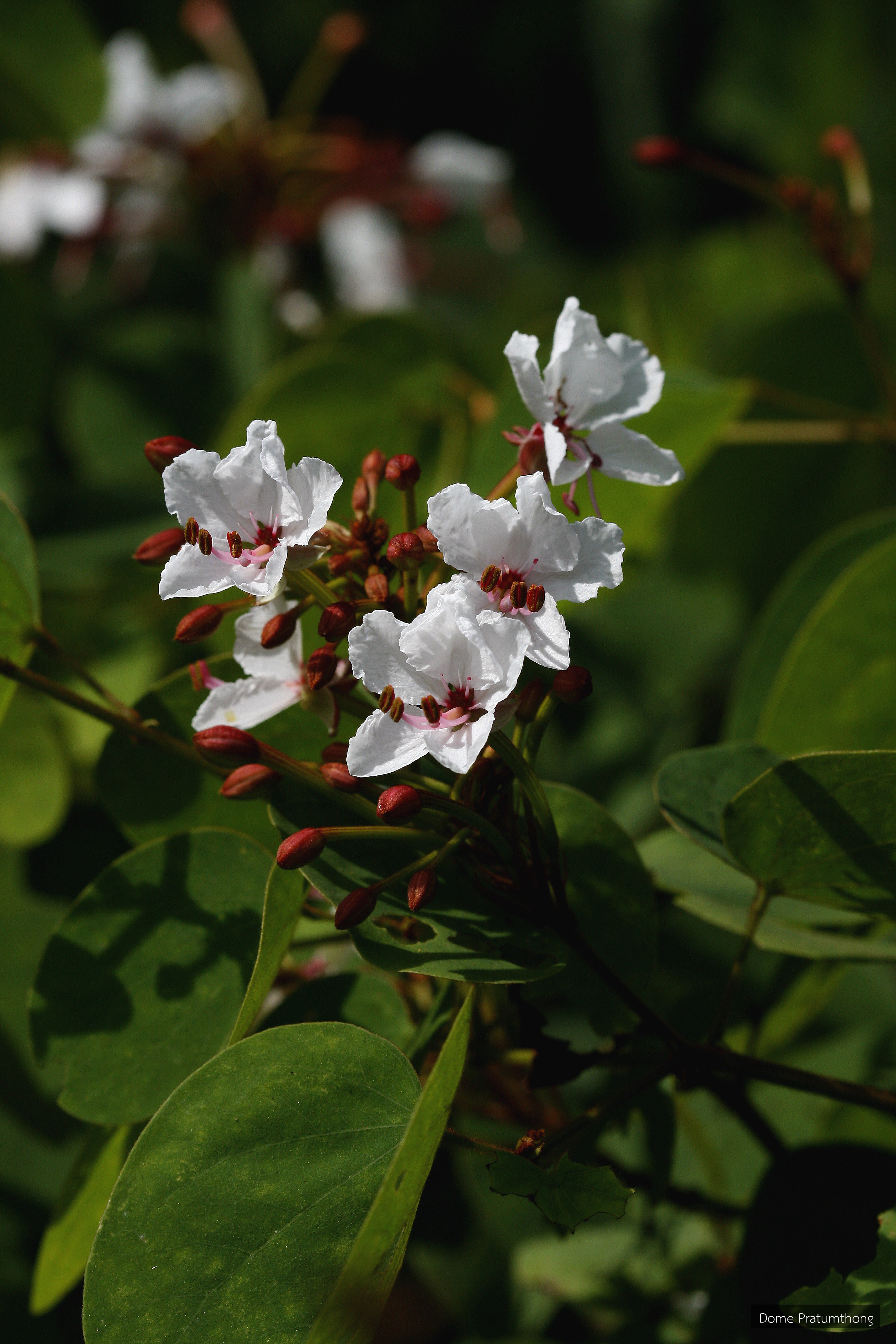 Phanera lakhonensis