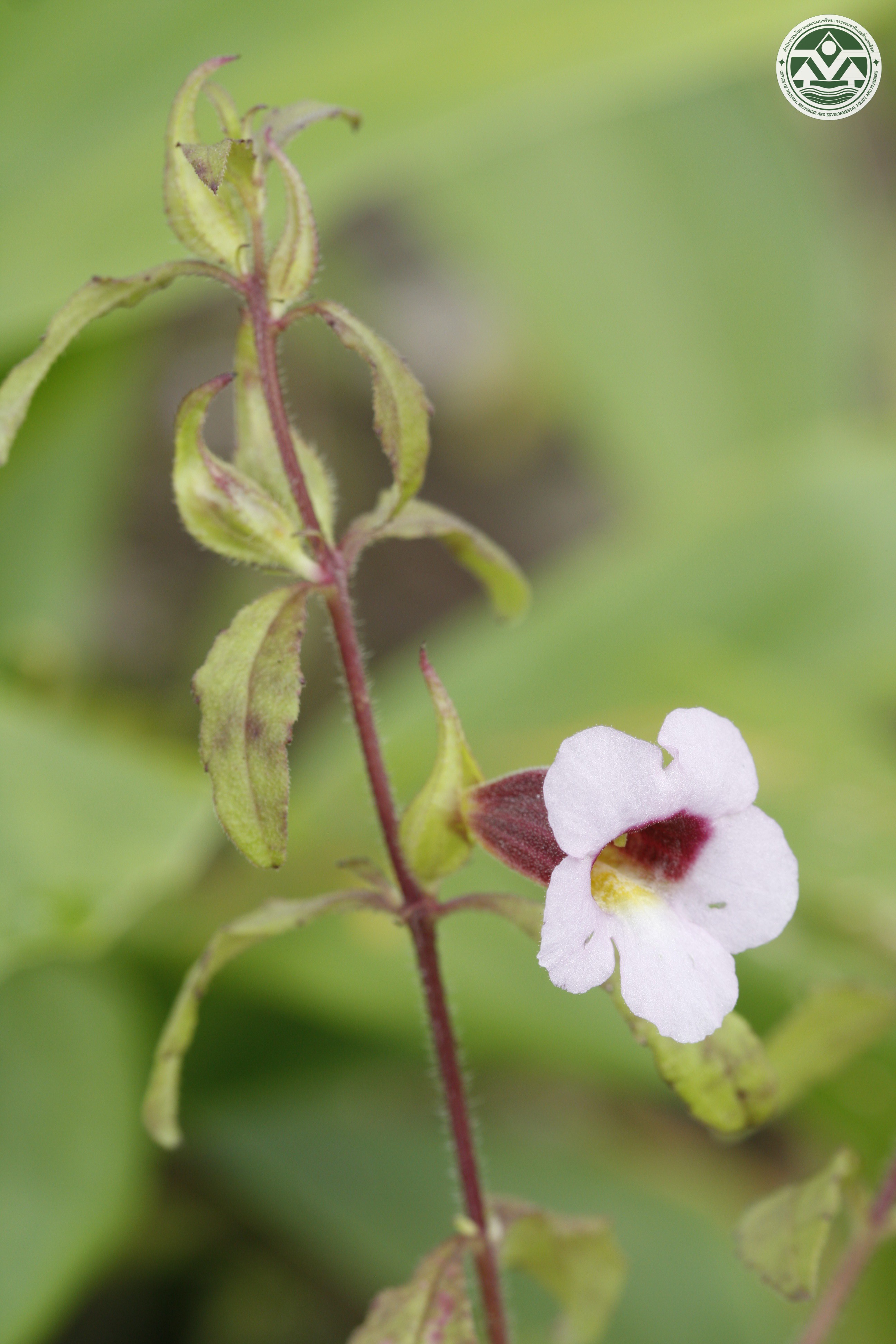 Centranthera siamensis
