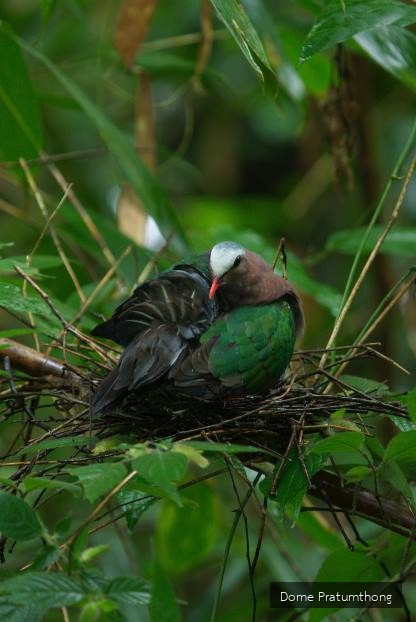 Chalcophaps indica