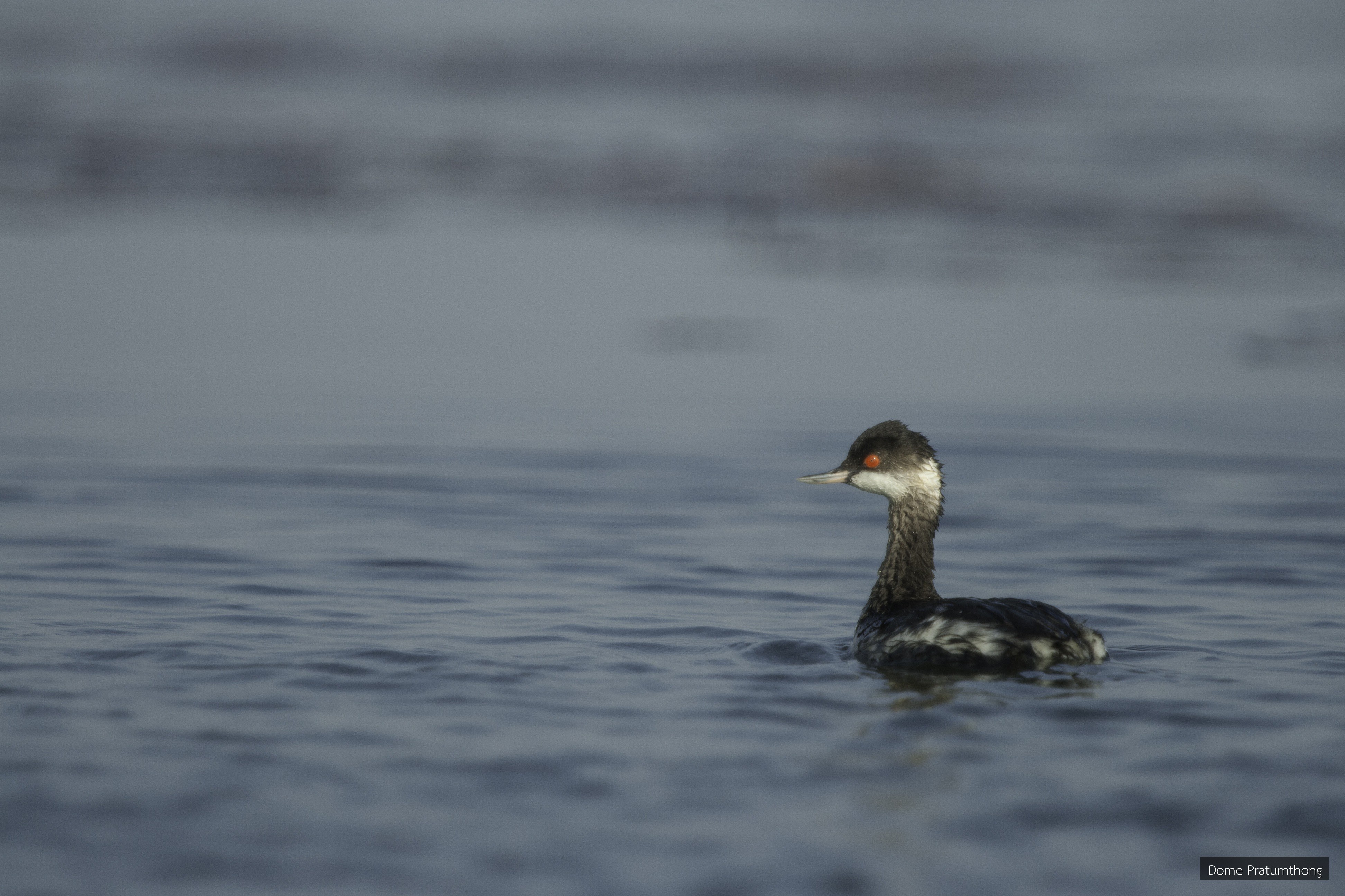 Podiceps nigricollis