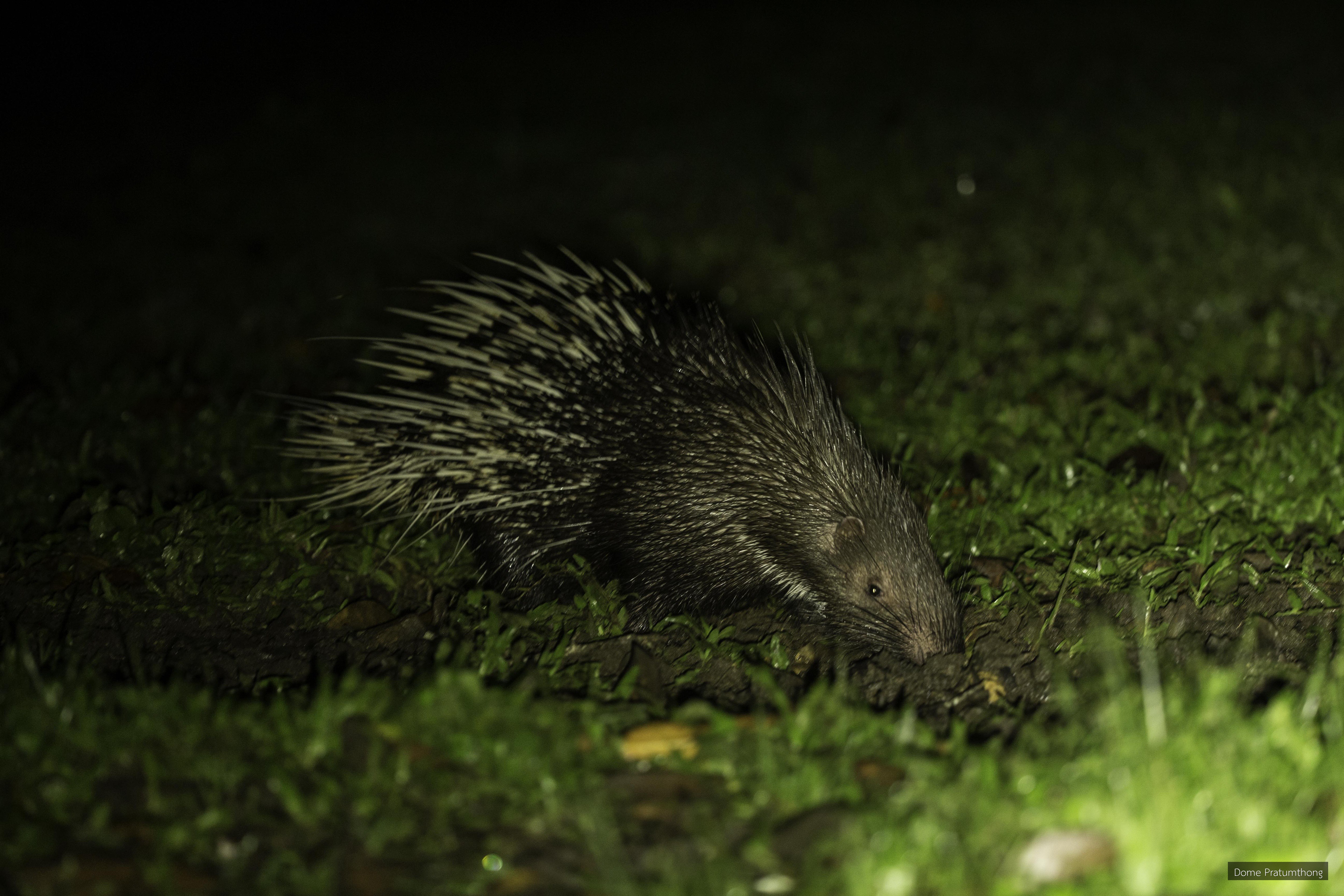 Hystrix brachyura