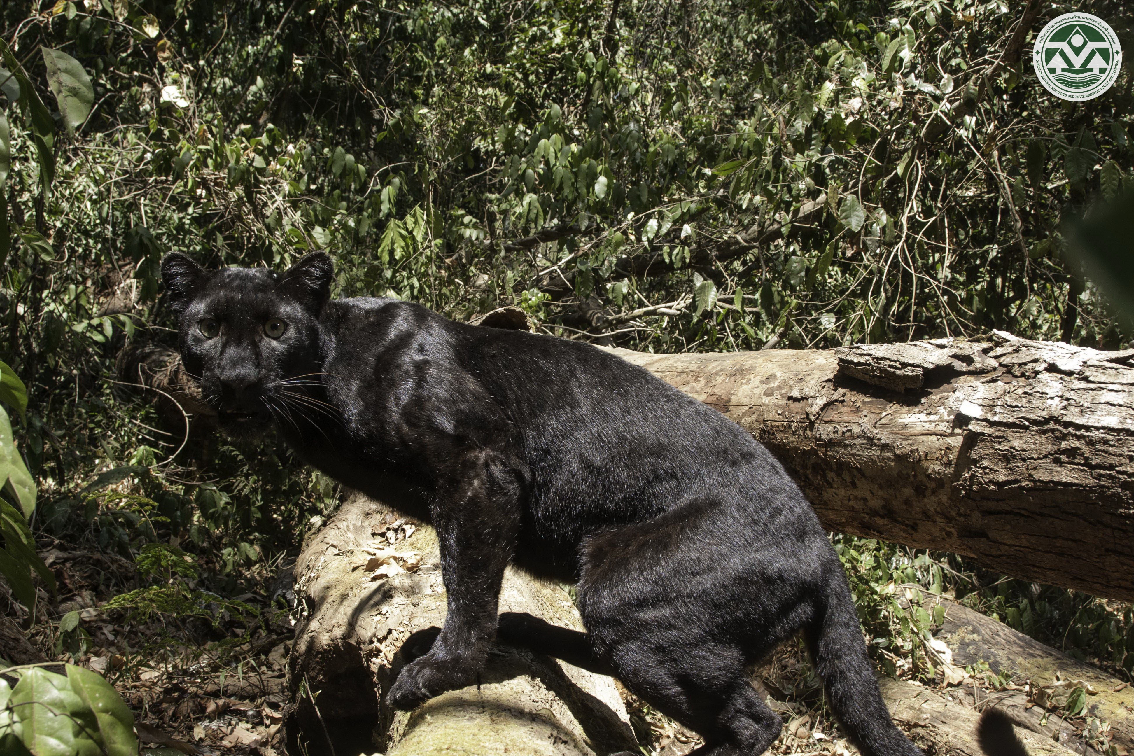 Panthera pardus