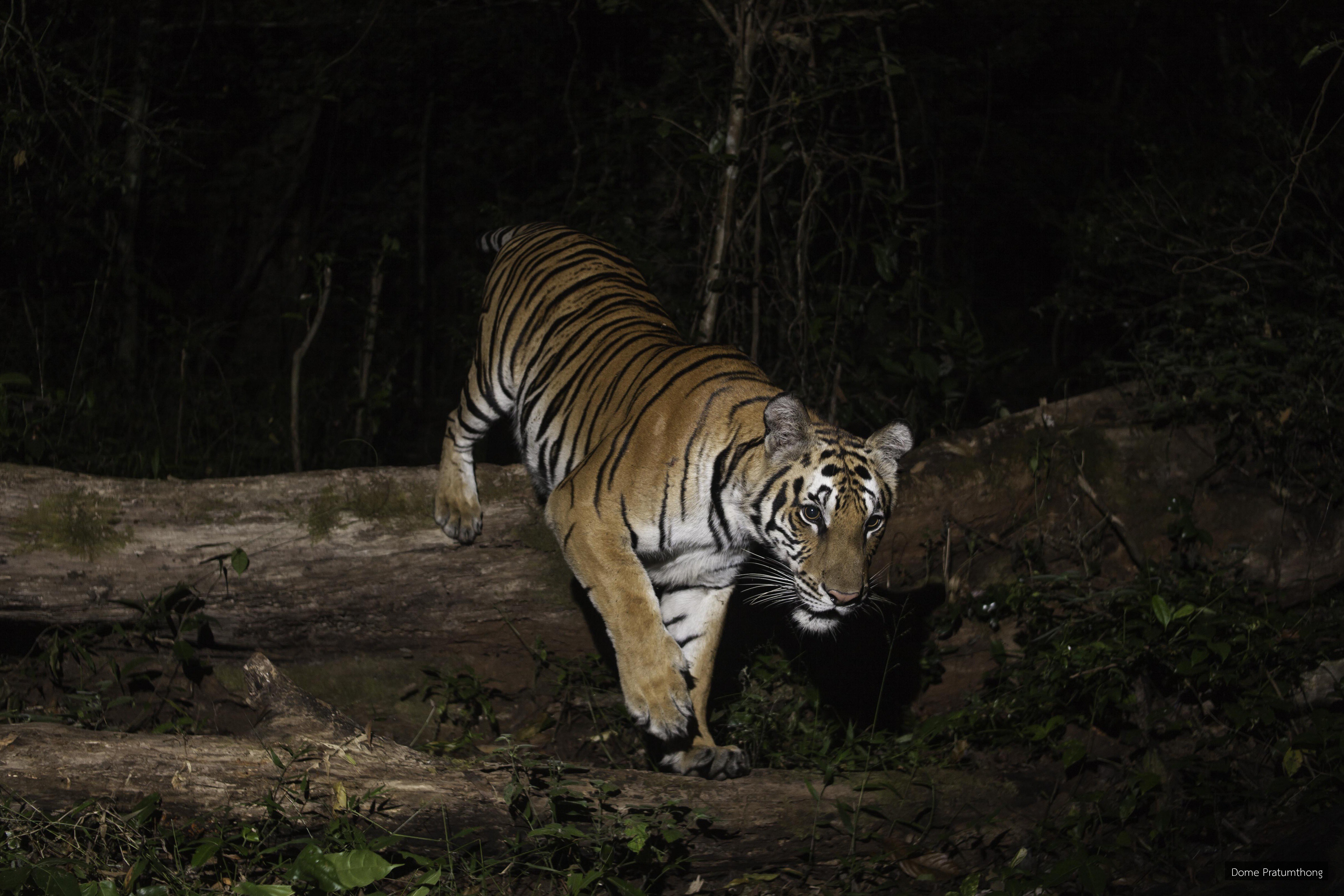 Panthera tigris
