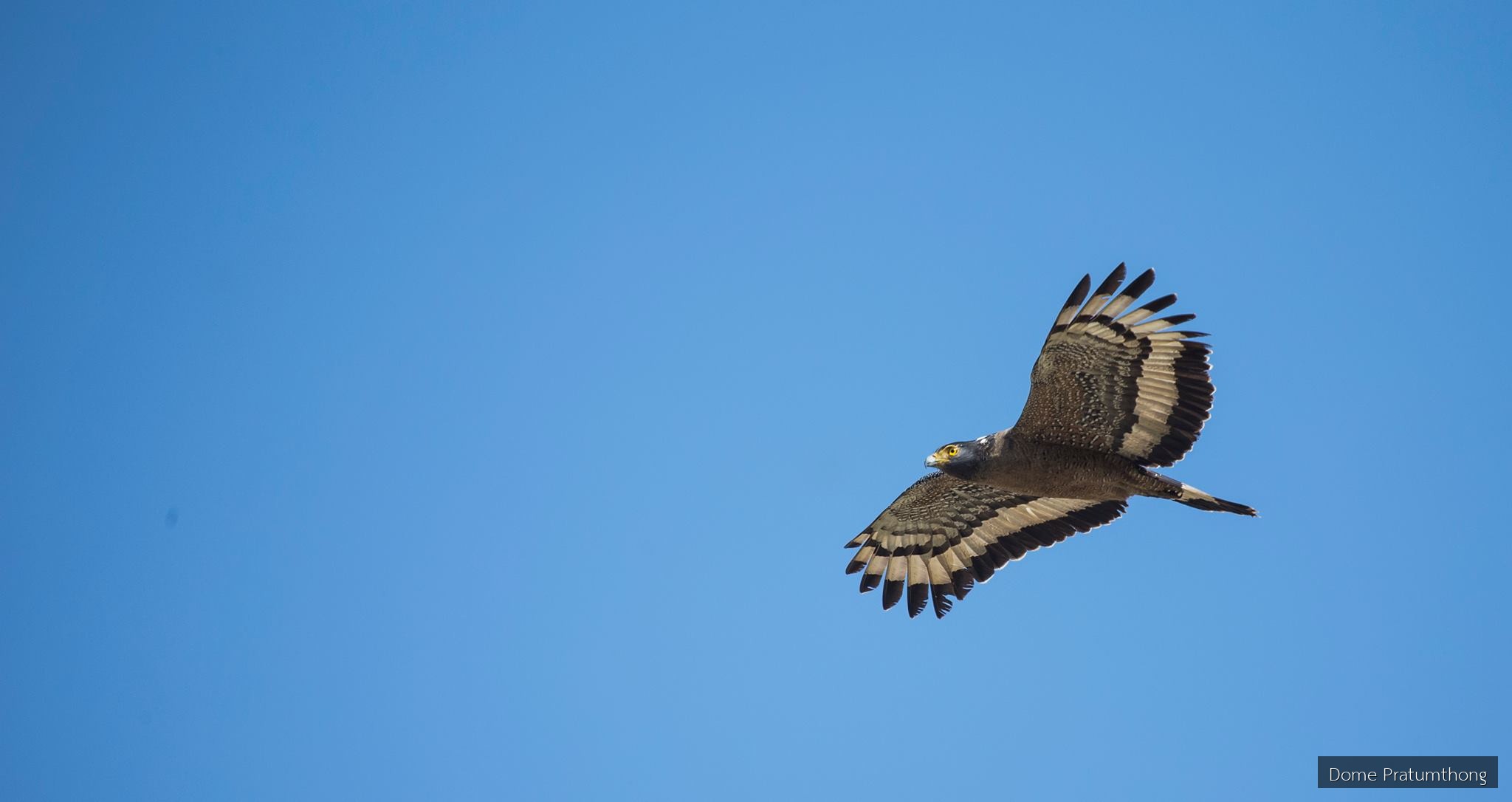 Spilornis cheela