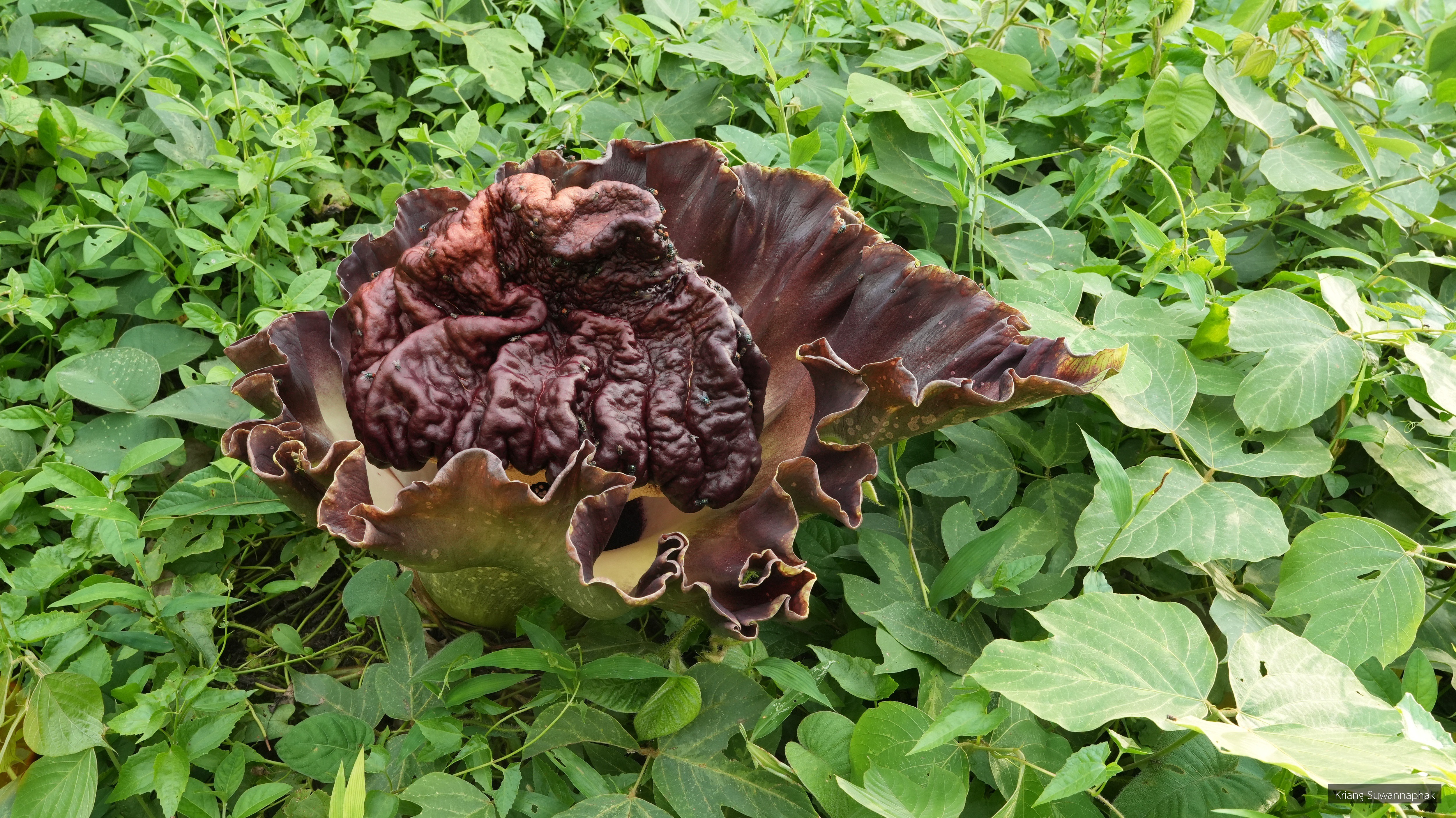 Amorphophallus paeoniifolius