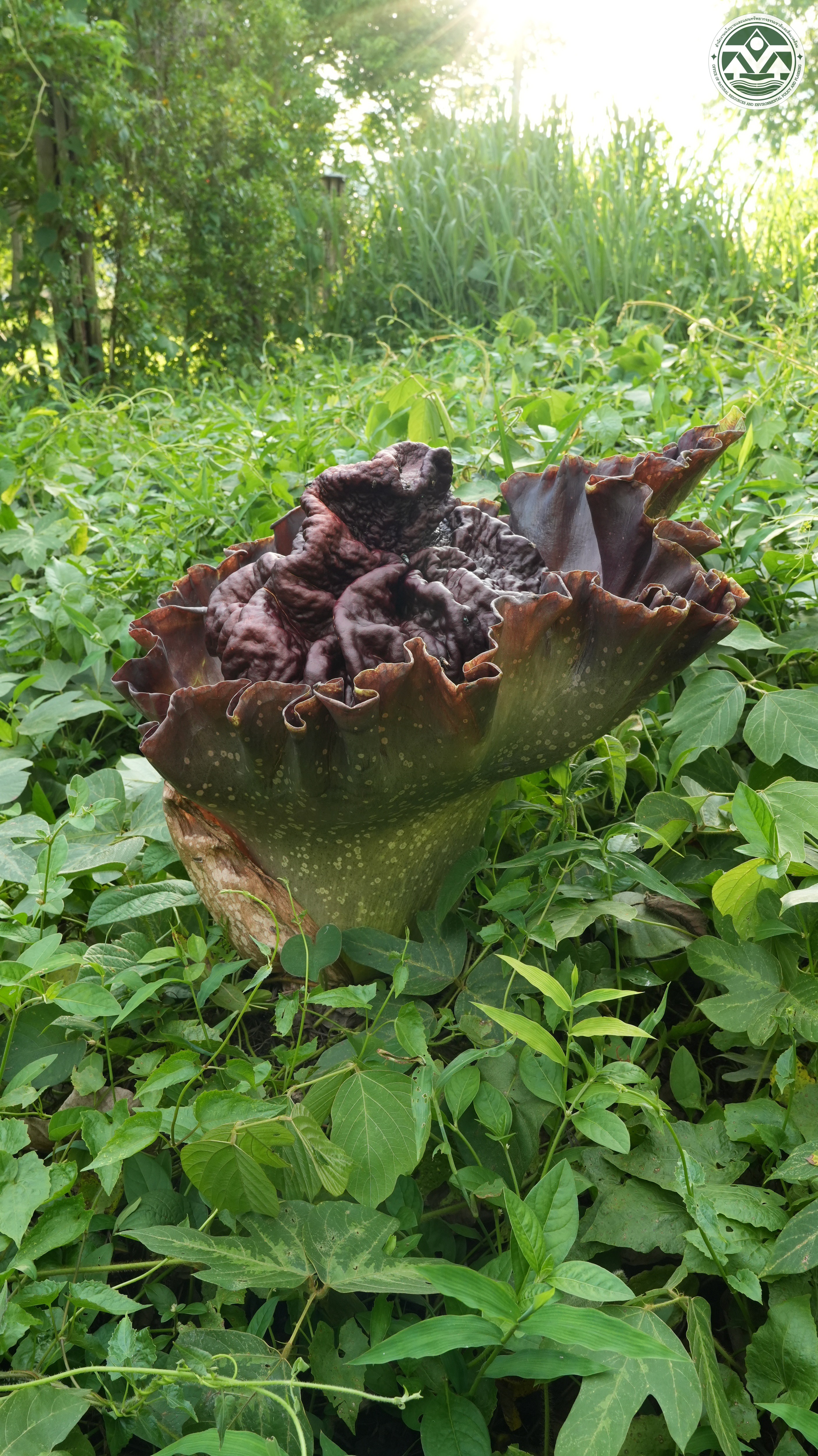 Amorphophallus paeoniifolius