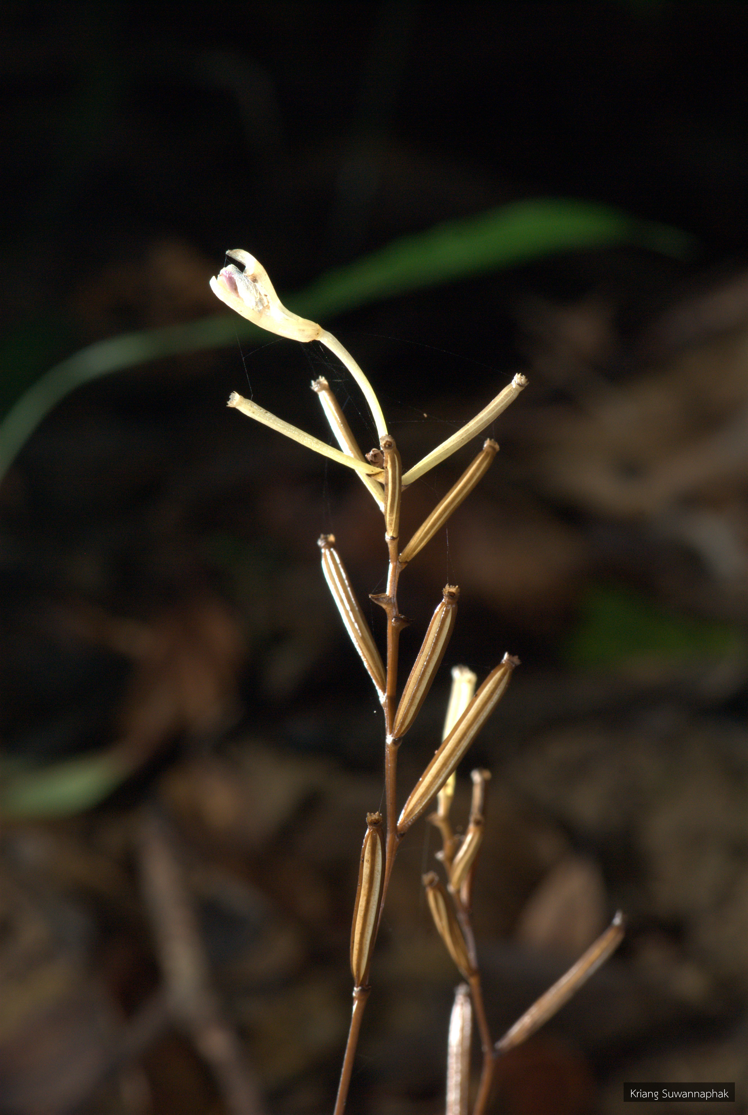 Lecanorchis nigricans