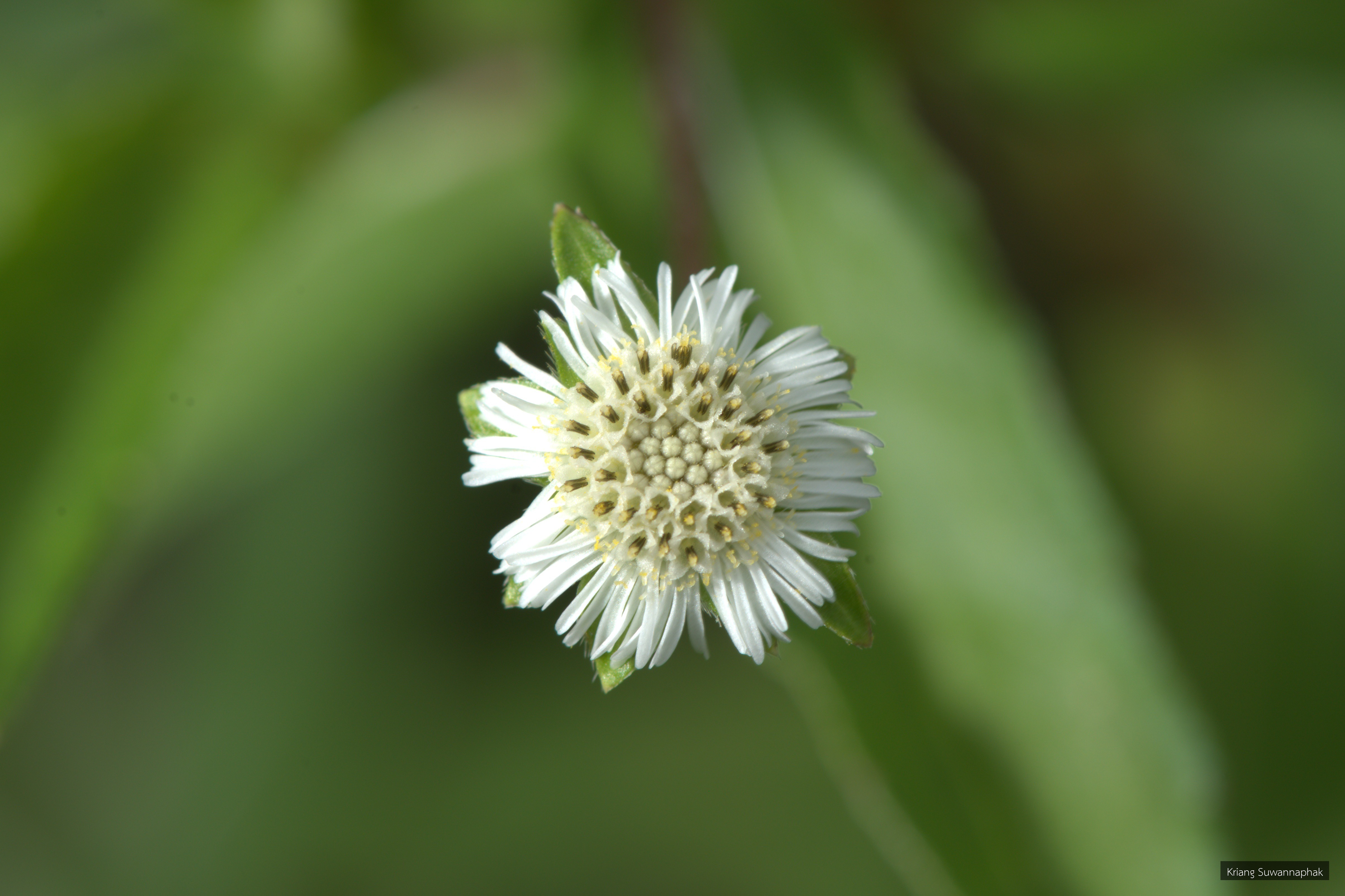 Eclipta prostrata