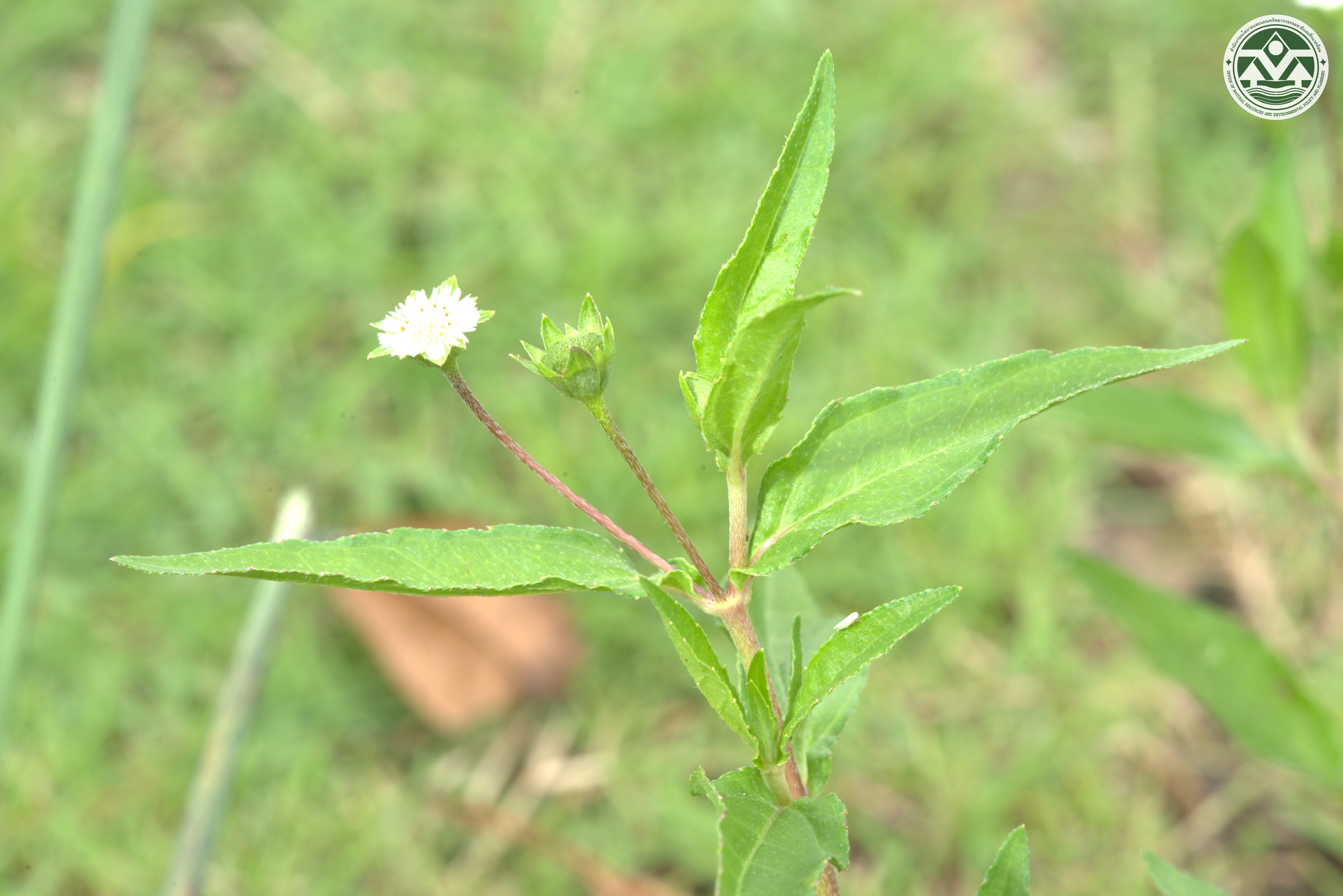 Eclipta prostrata