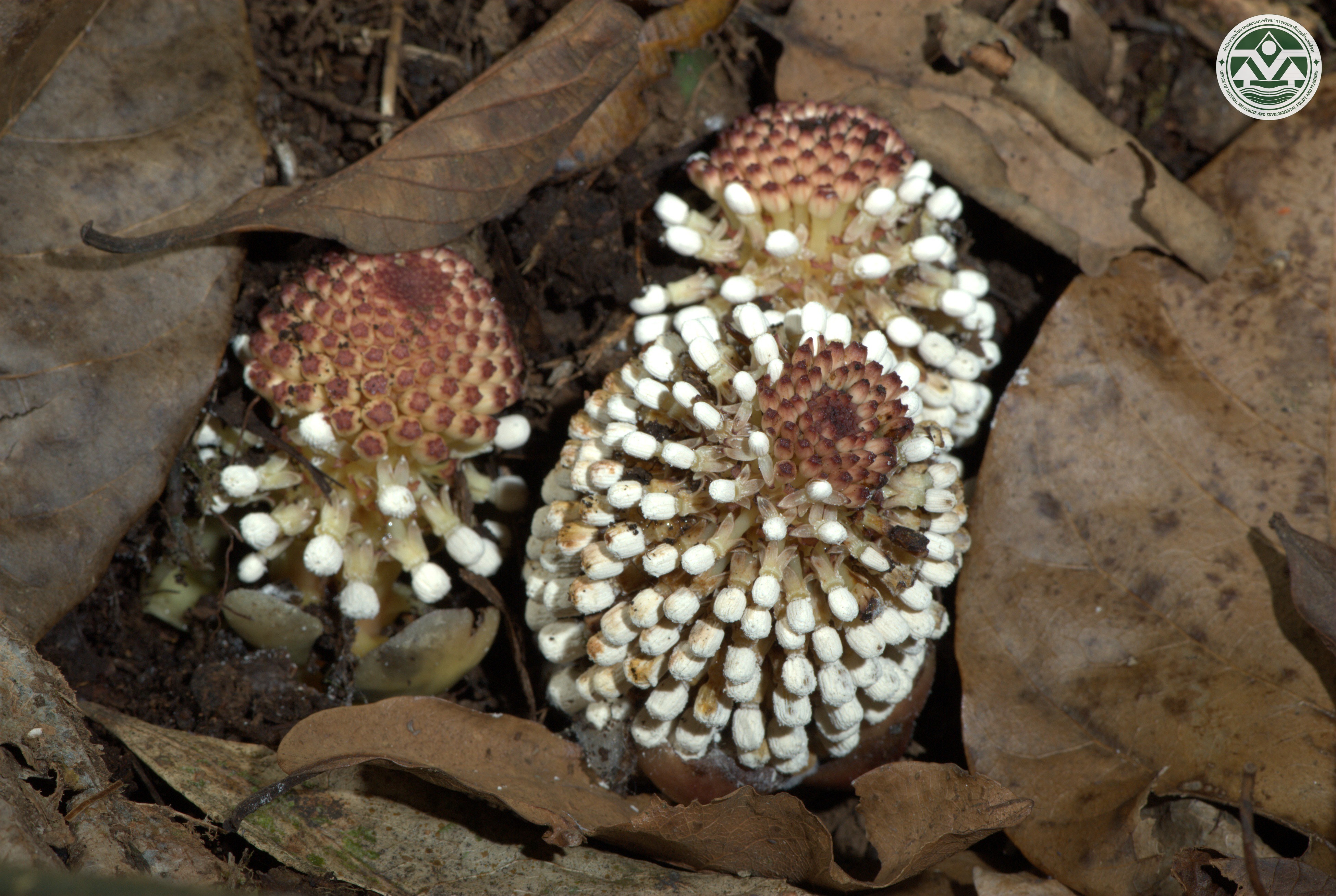 Balanophora fungosa