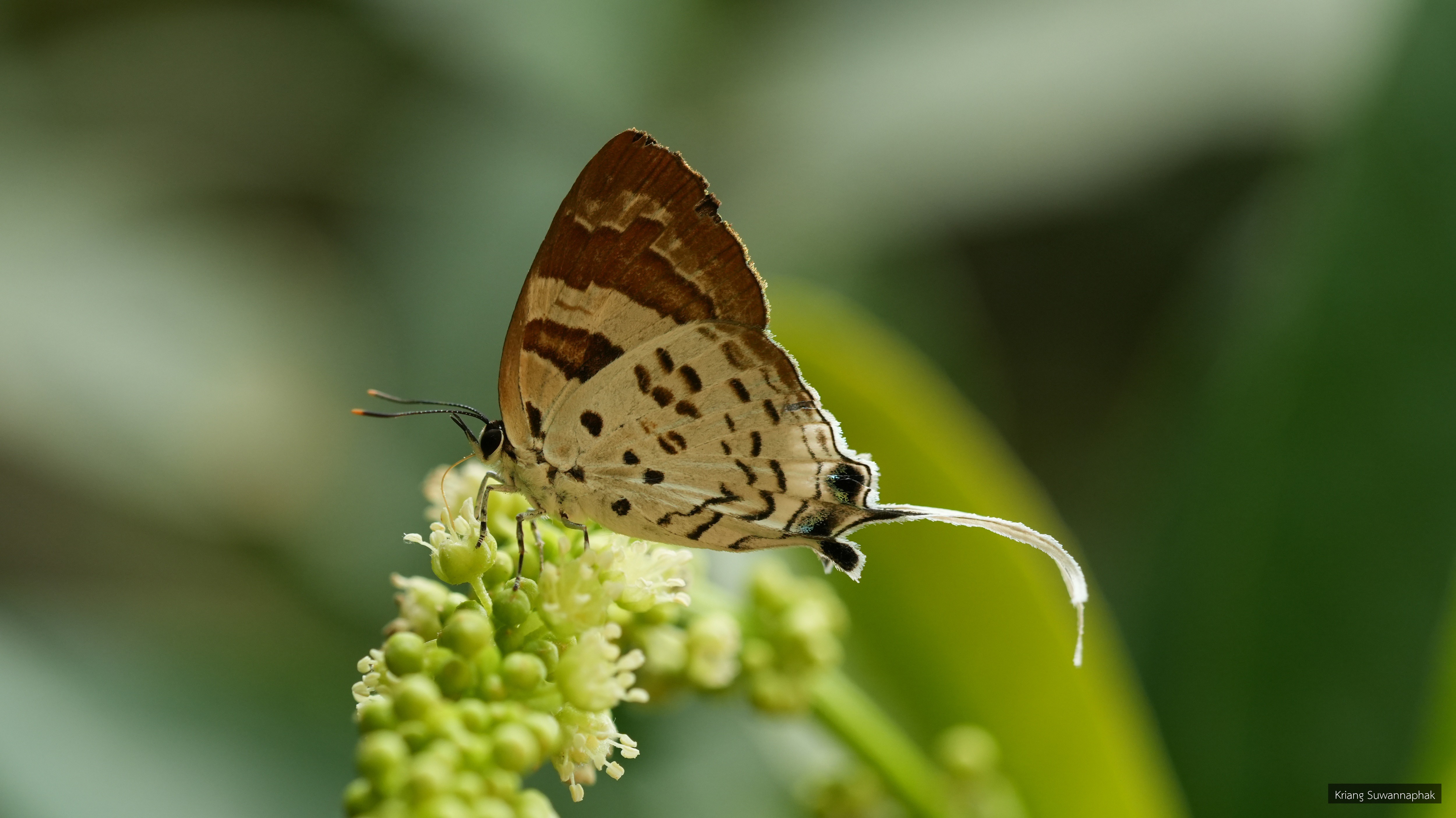 Bindahara phocides