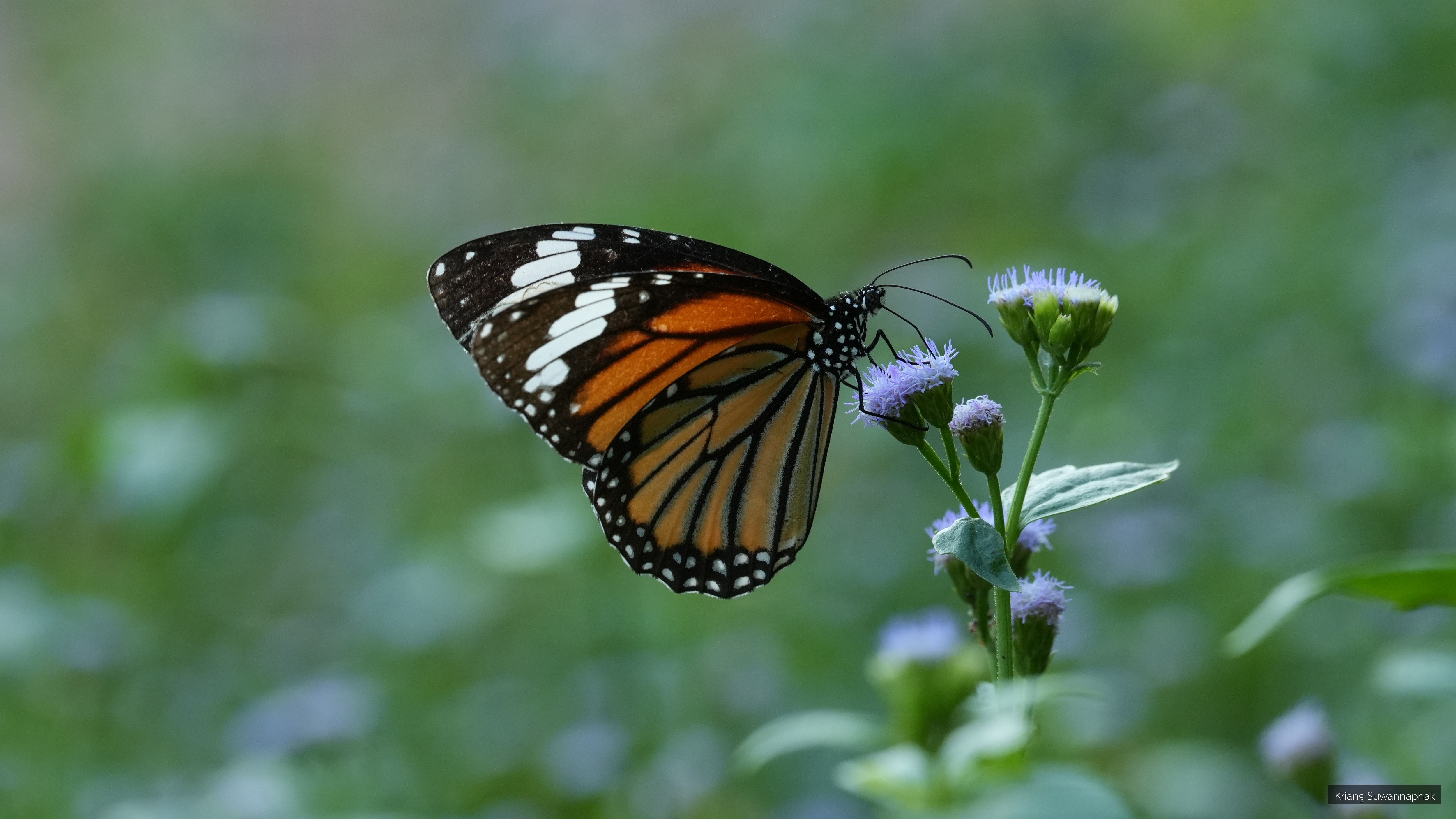 Danaus genutia