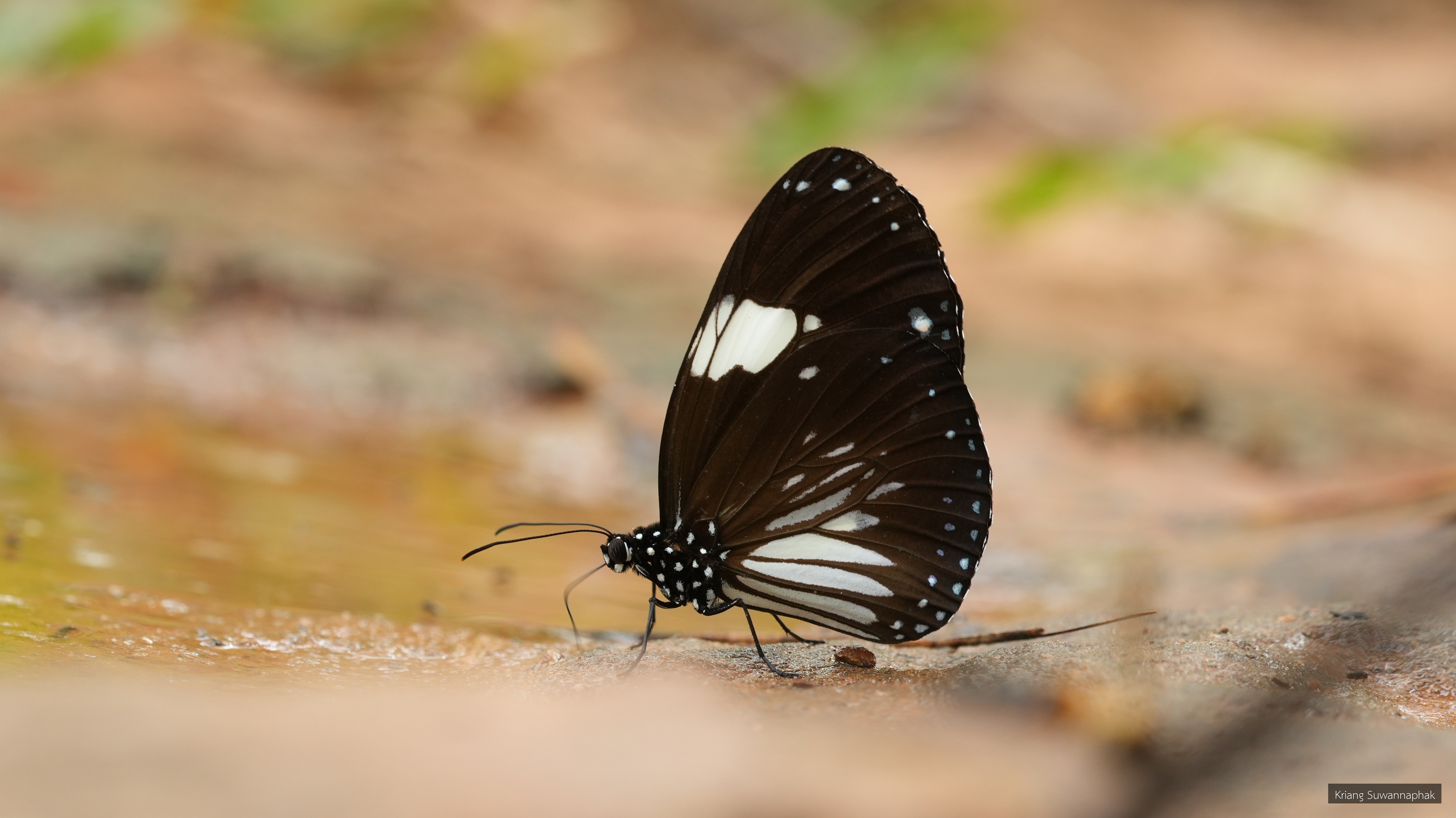 Euploea radamanthus