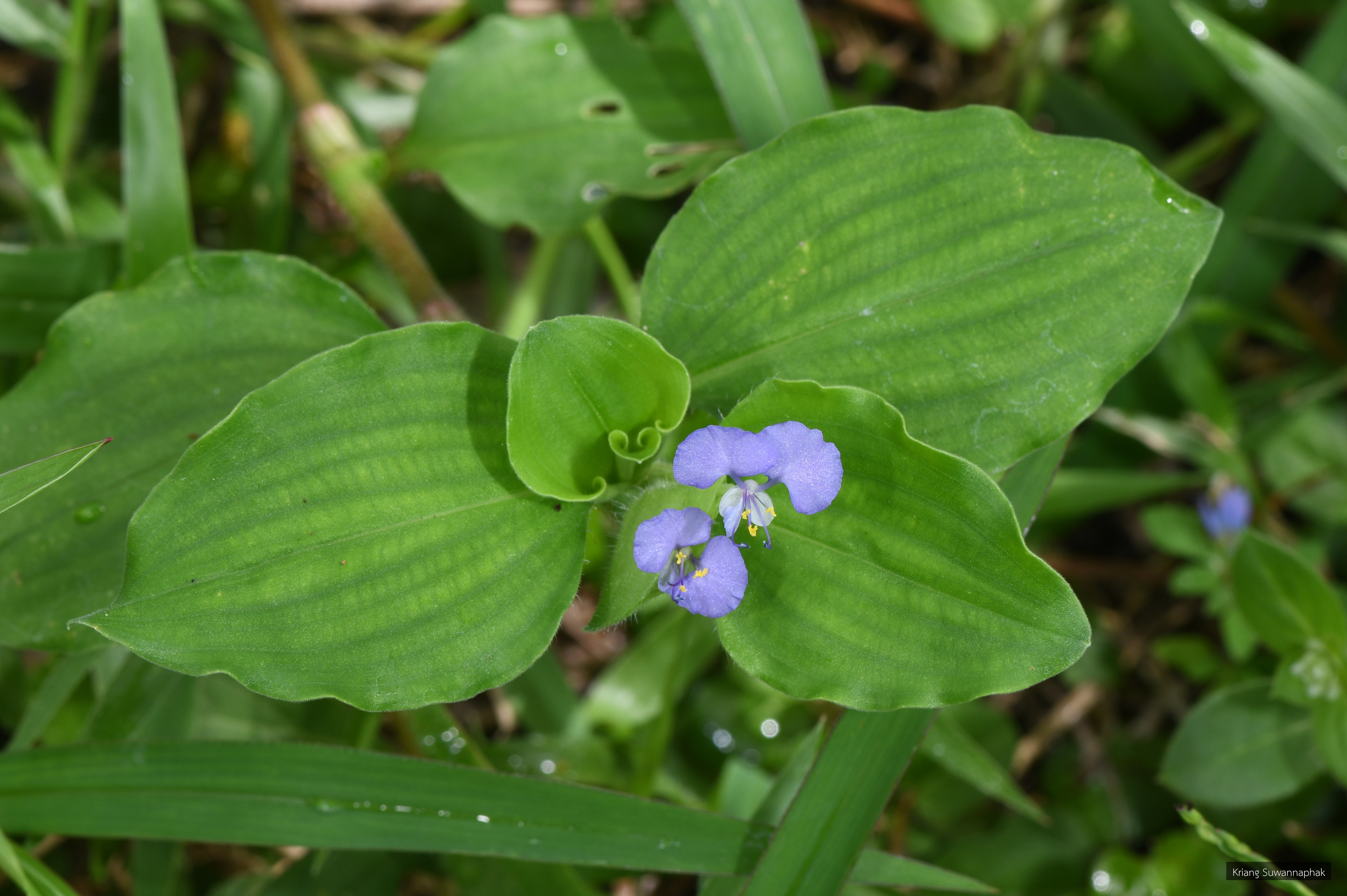 Commelina benghalensis