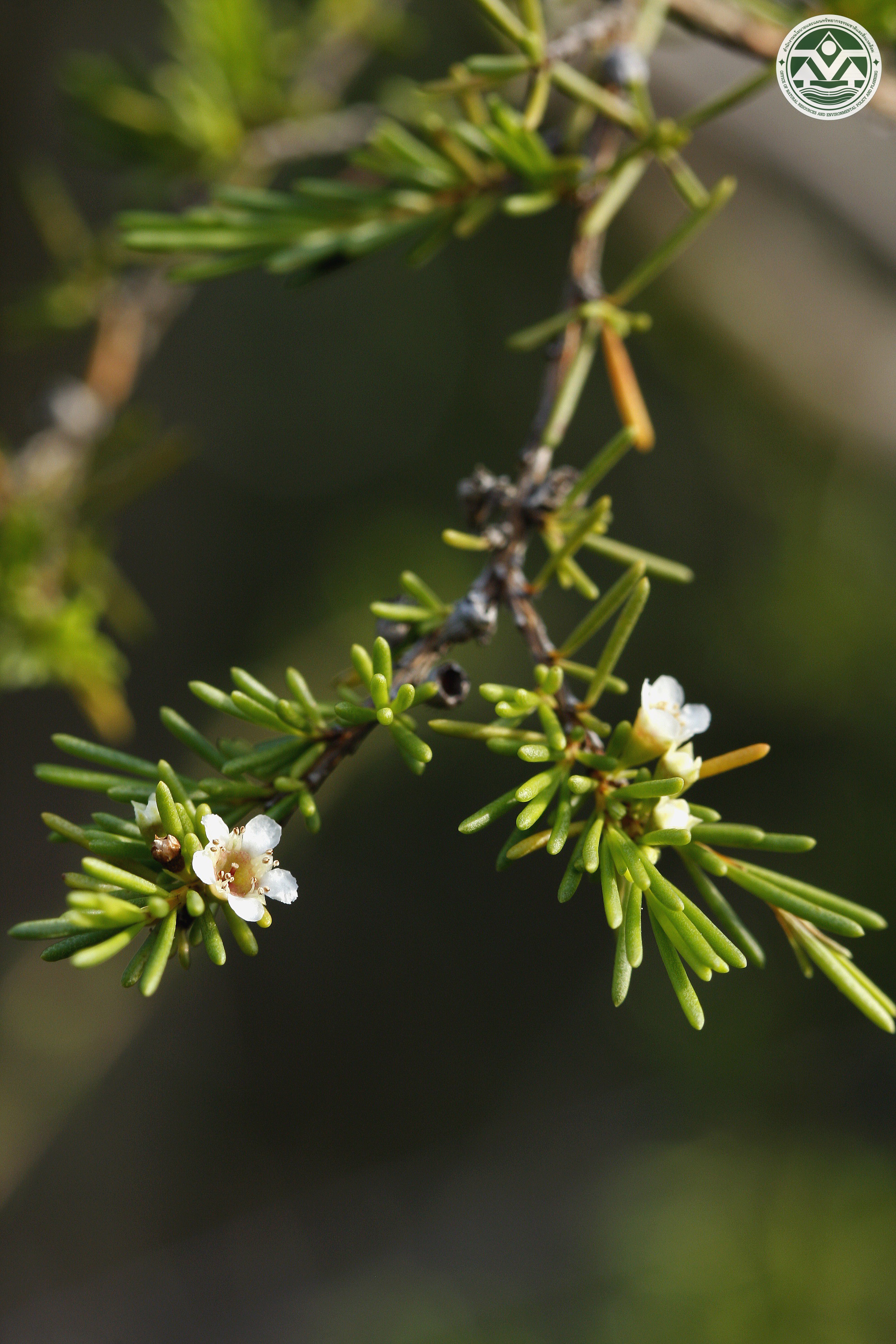 Baeckea frutescens