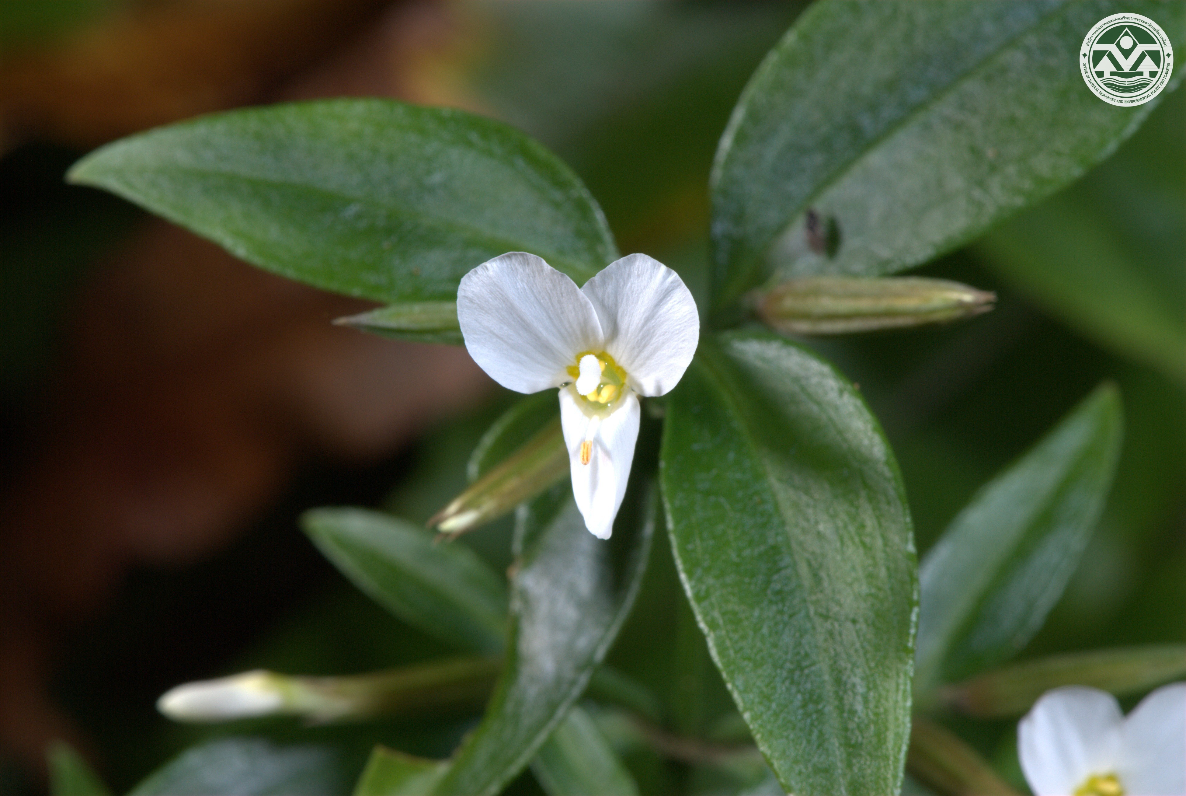 Canscora andrographioides