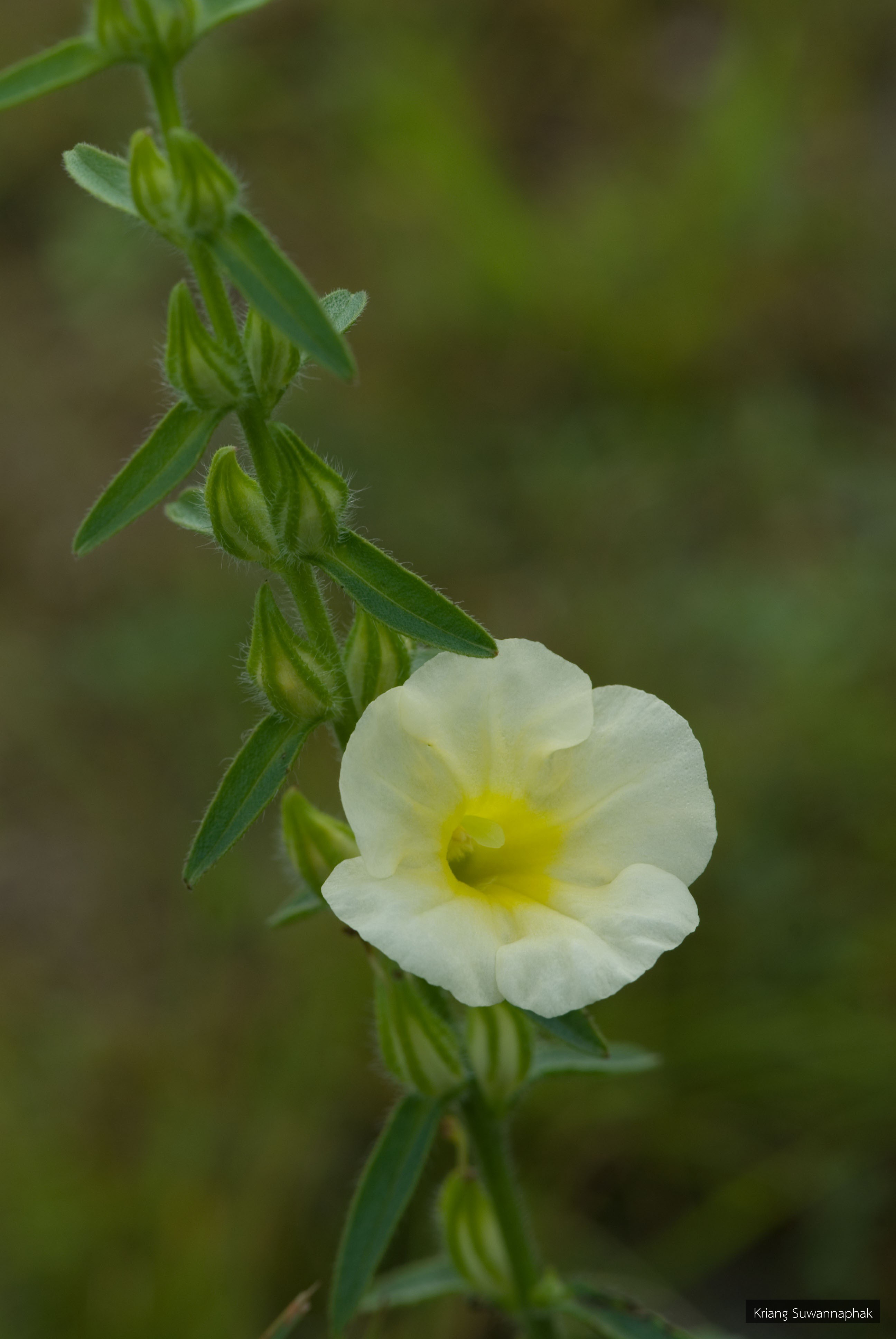 Centranthera cochinchinensis