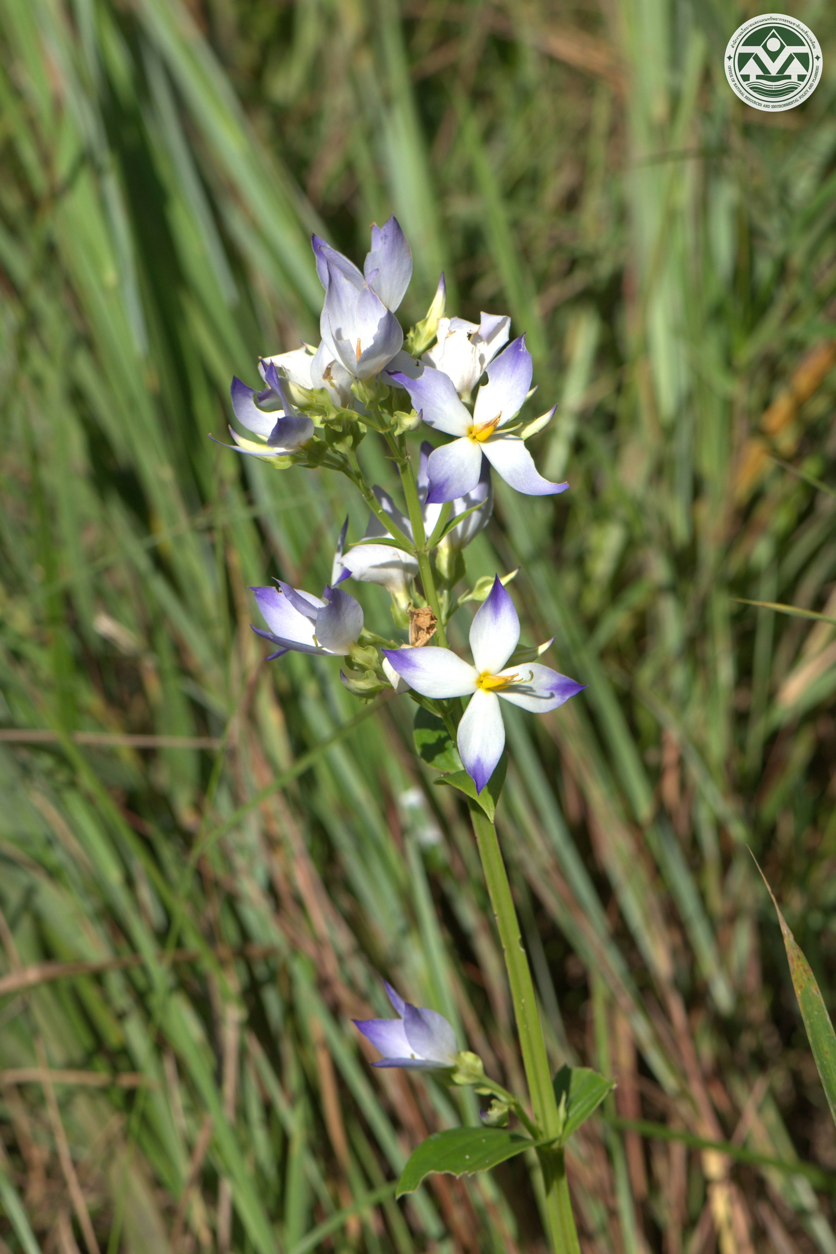 Exacum tetragonum