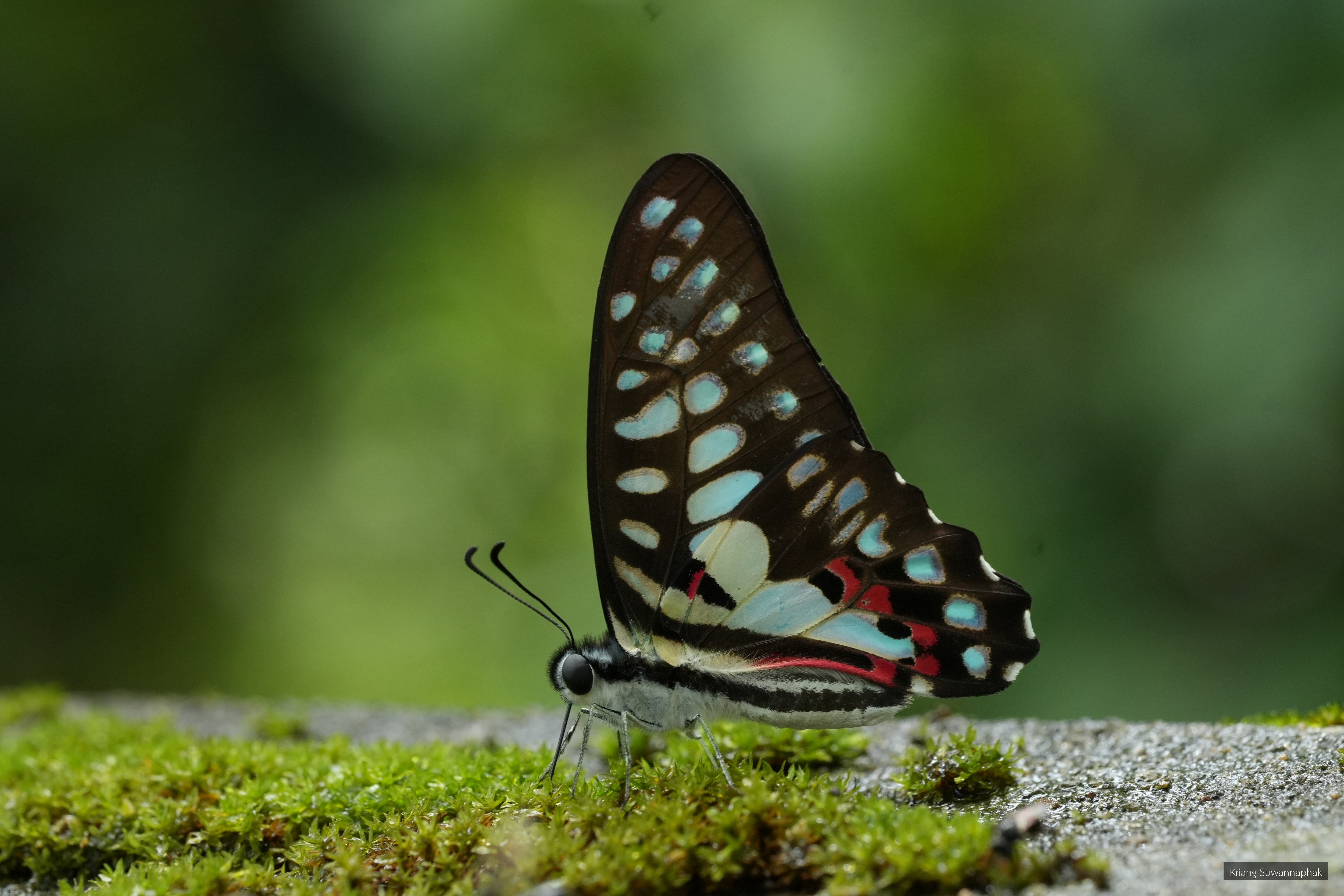 Graphium doson