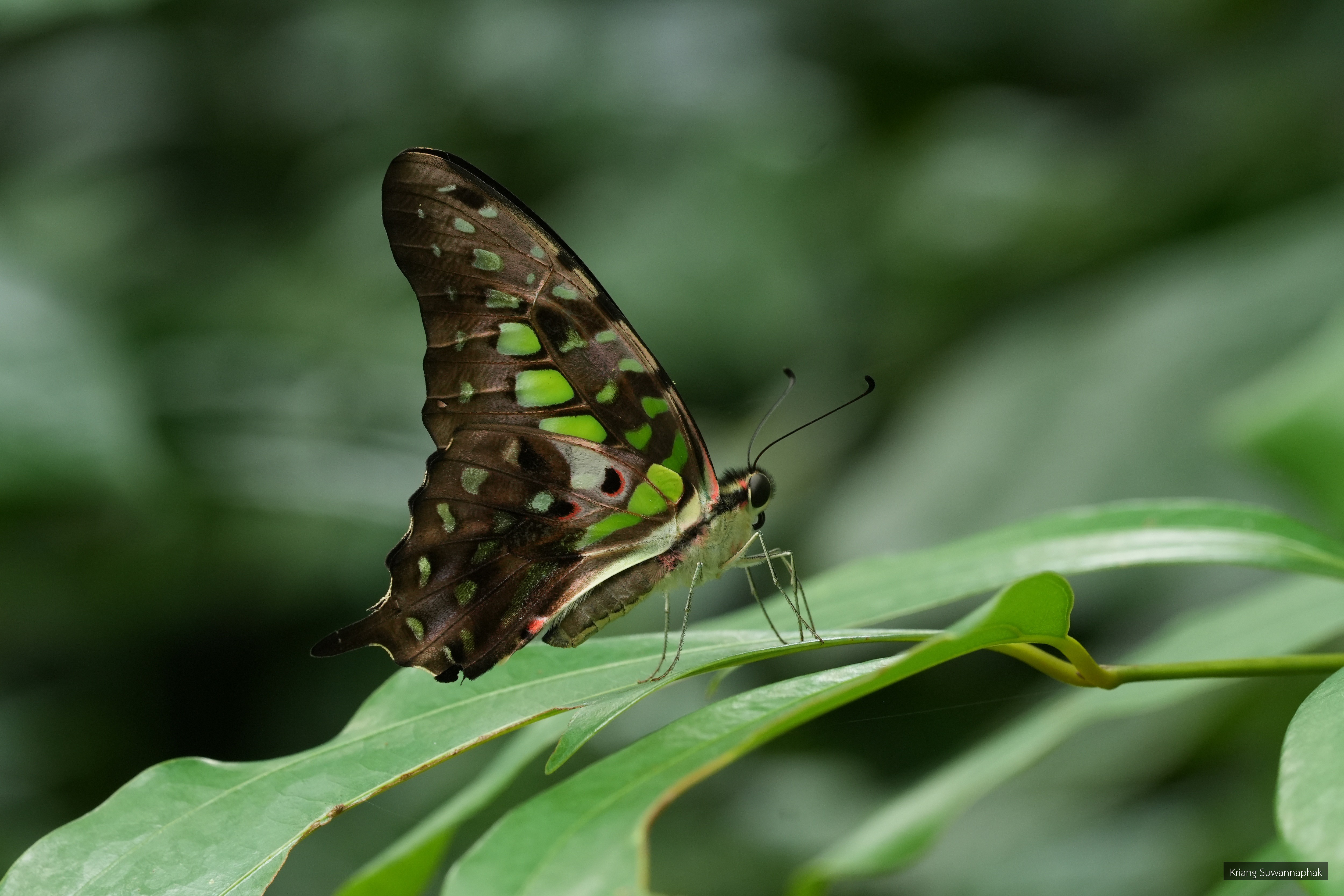 Graphium agamemnon
