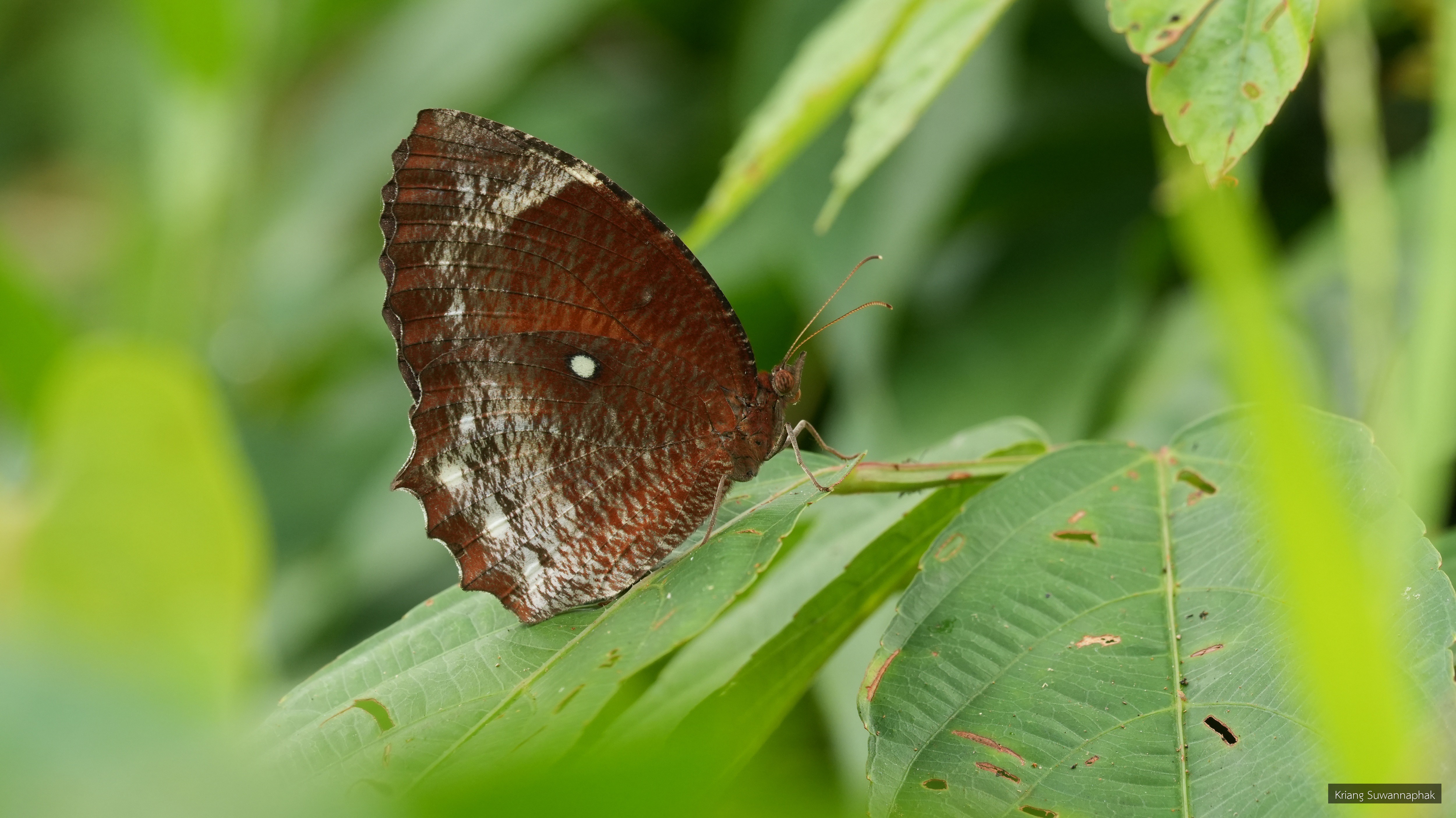 Elymnias hypermnestra