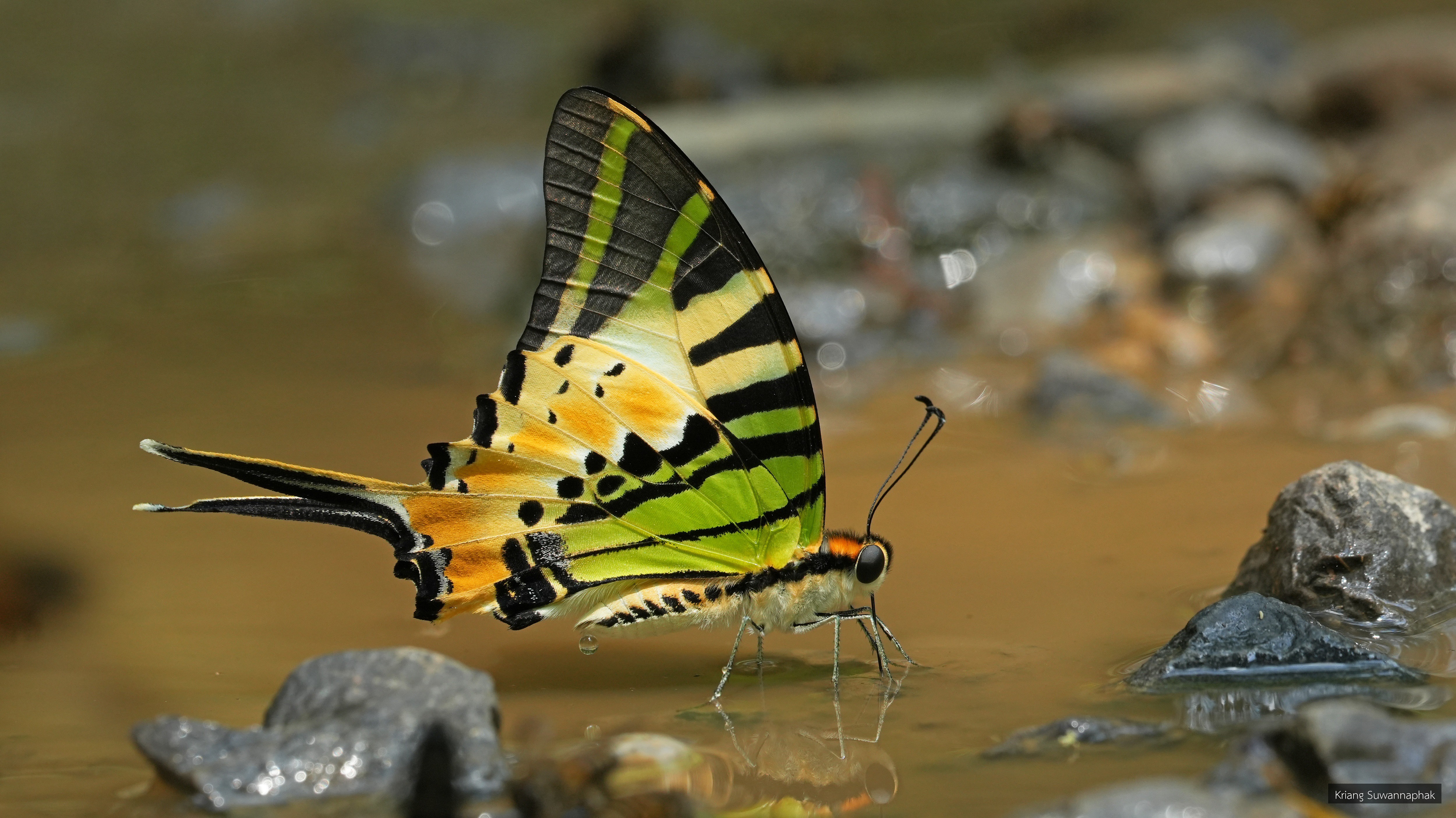 Graphium antiphates