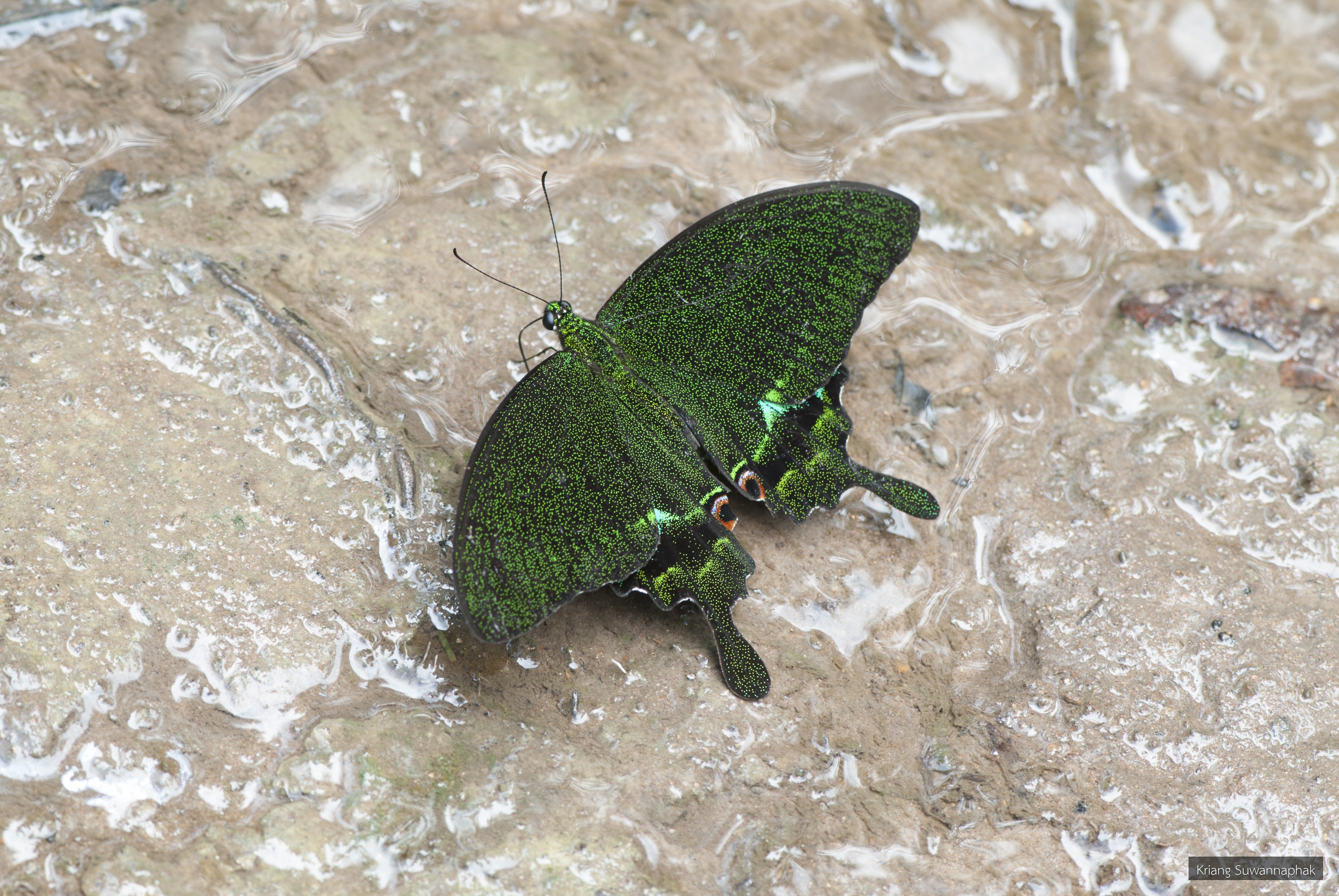 Papilio paris