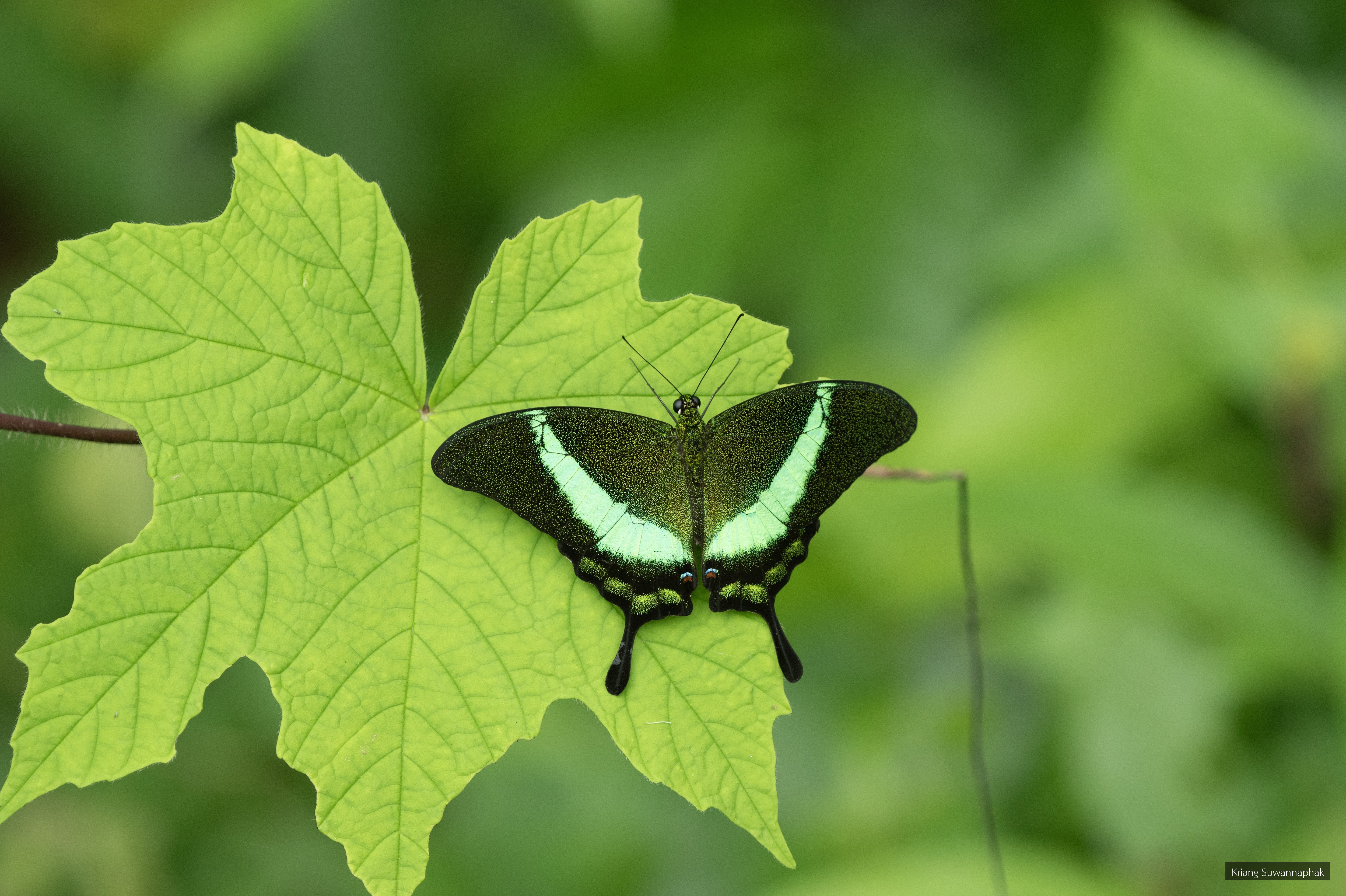 Papilio palinurus