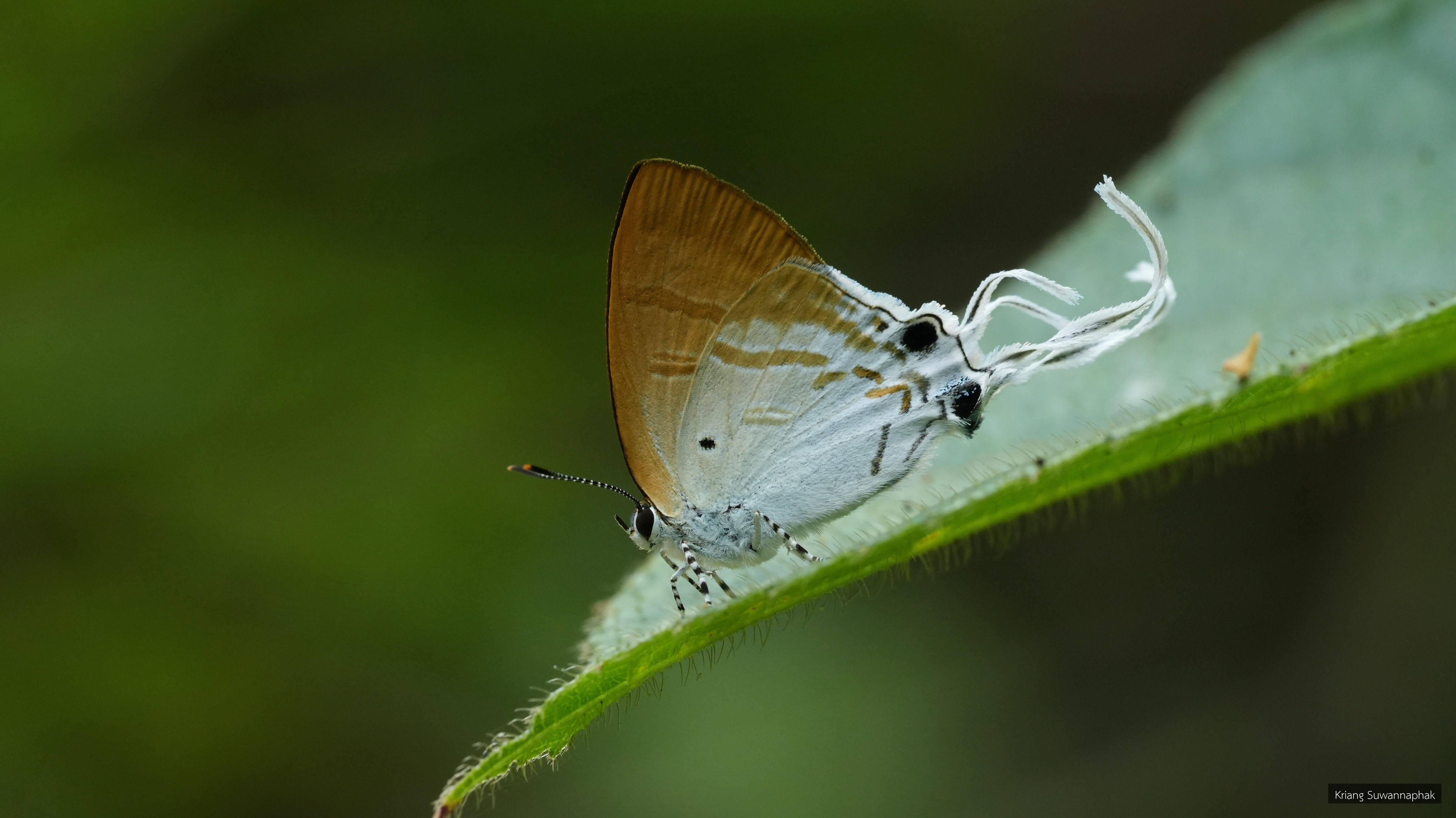 Hypolycaena amasa