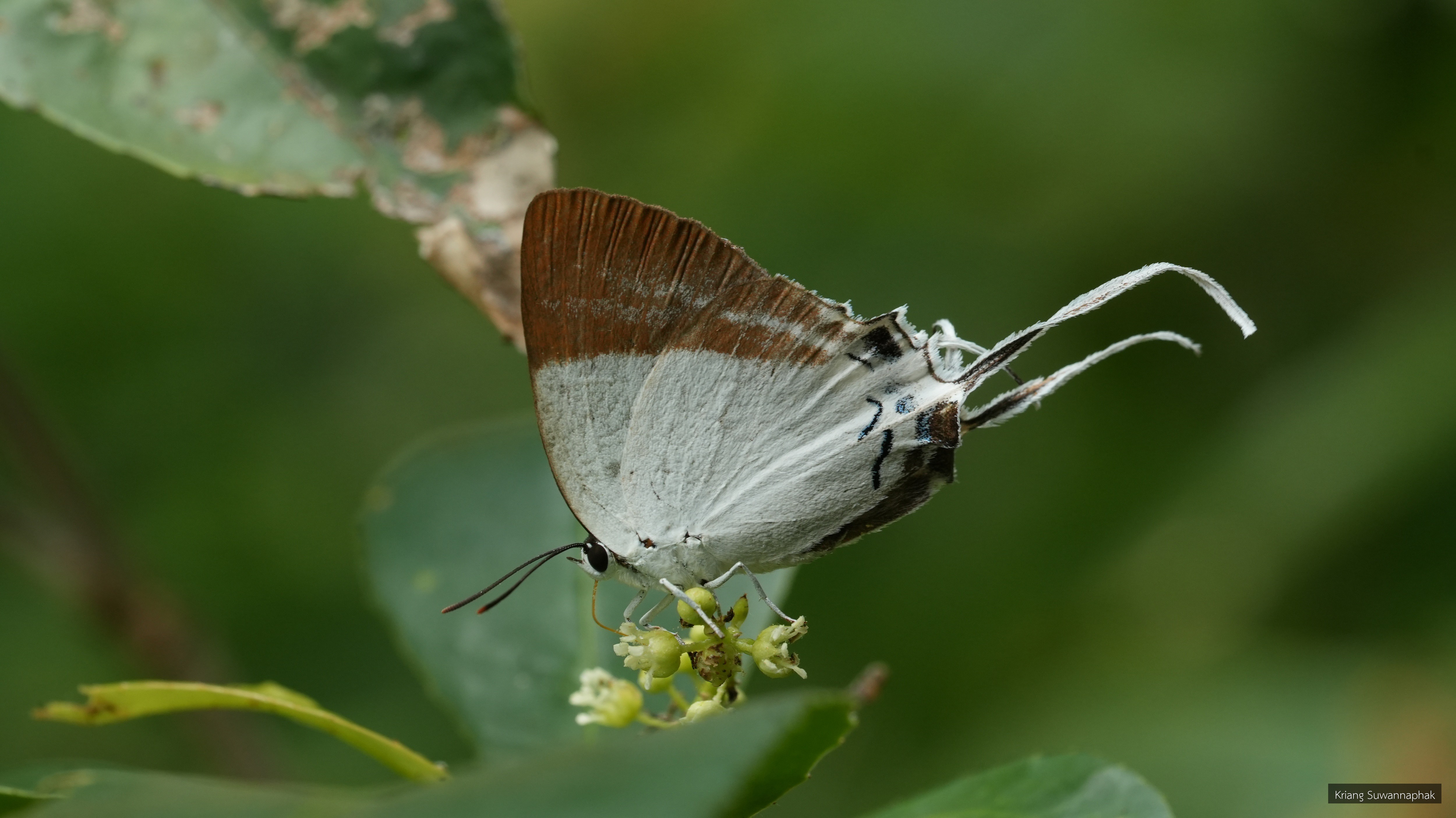 Neocheritra fabronia