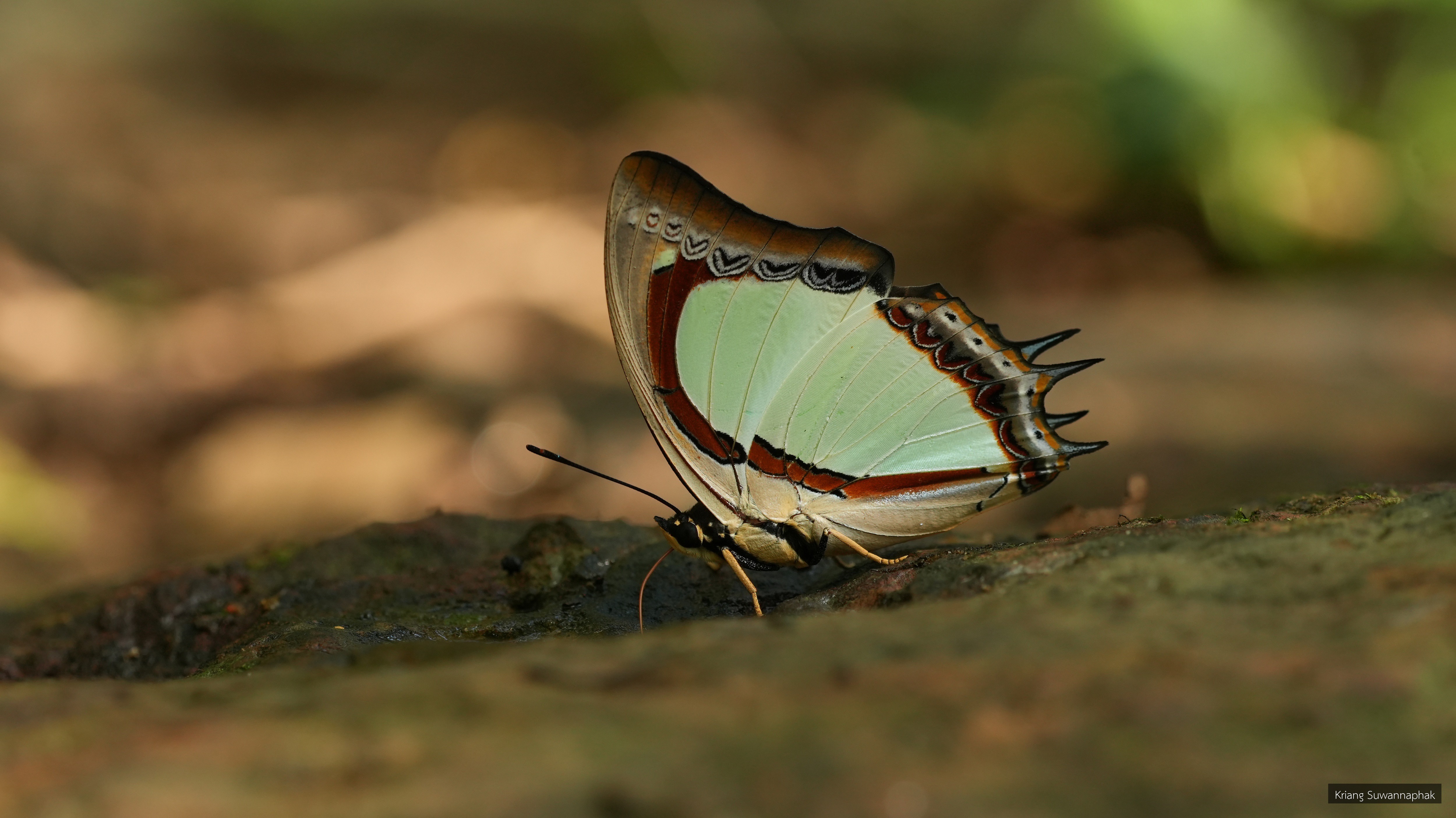 Polyura jalysus