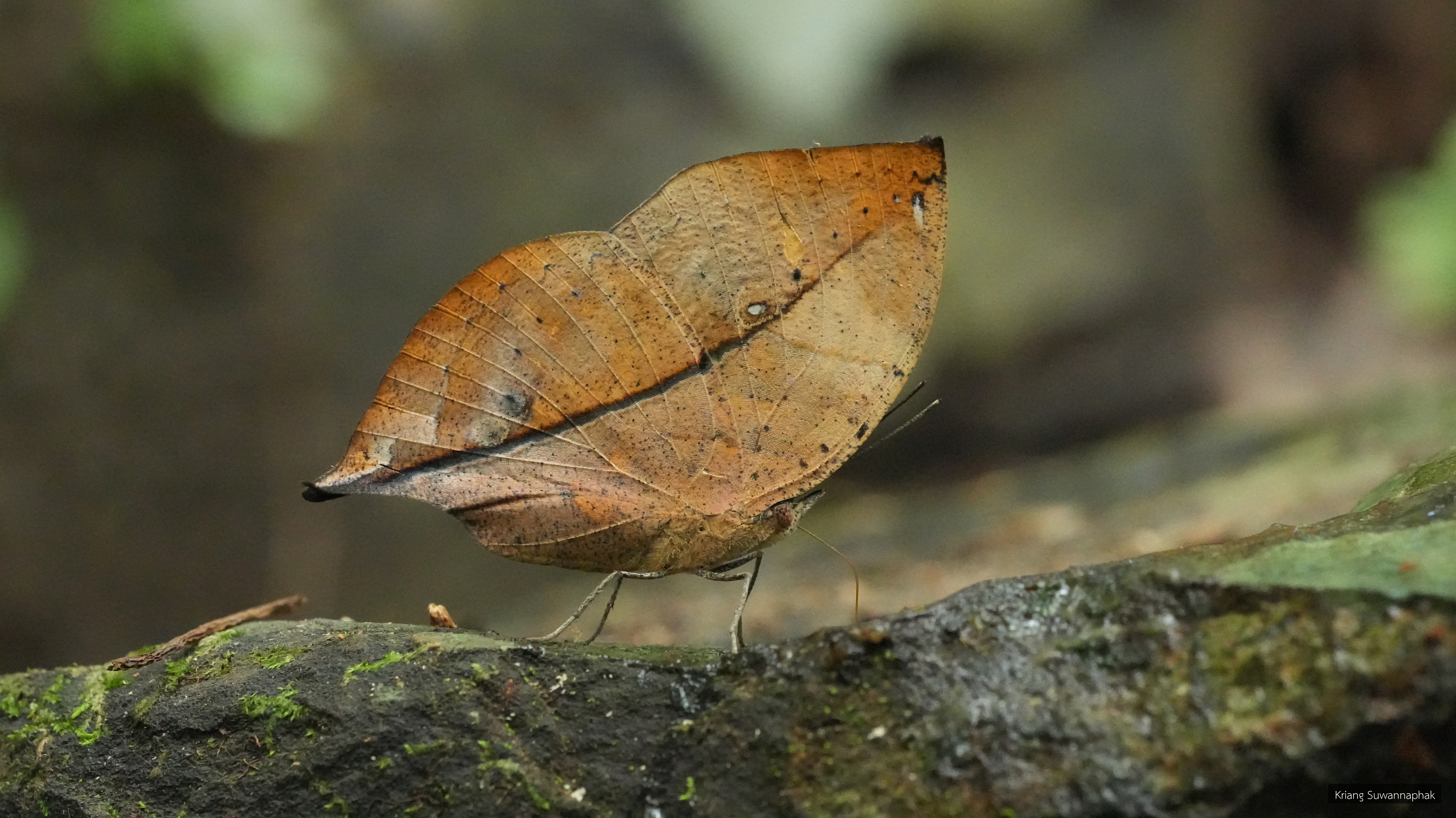 Kallima inachus