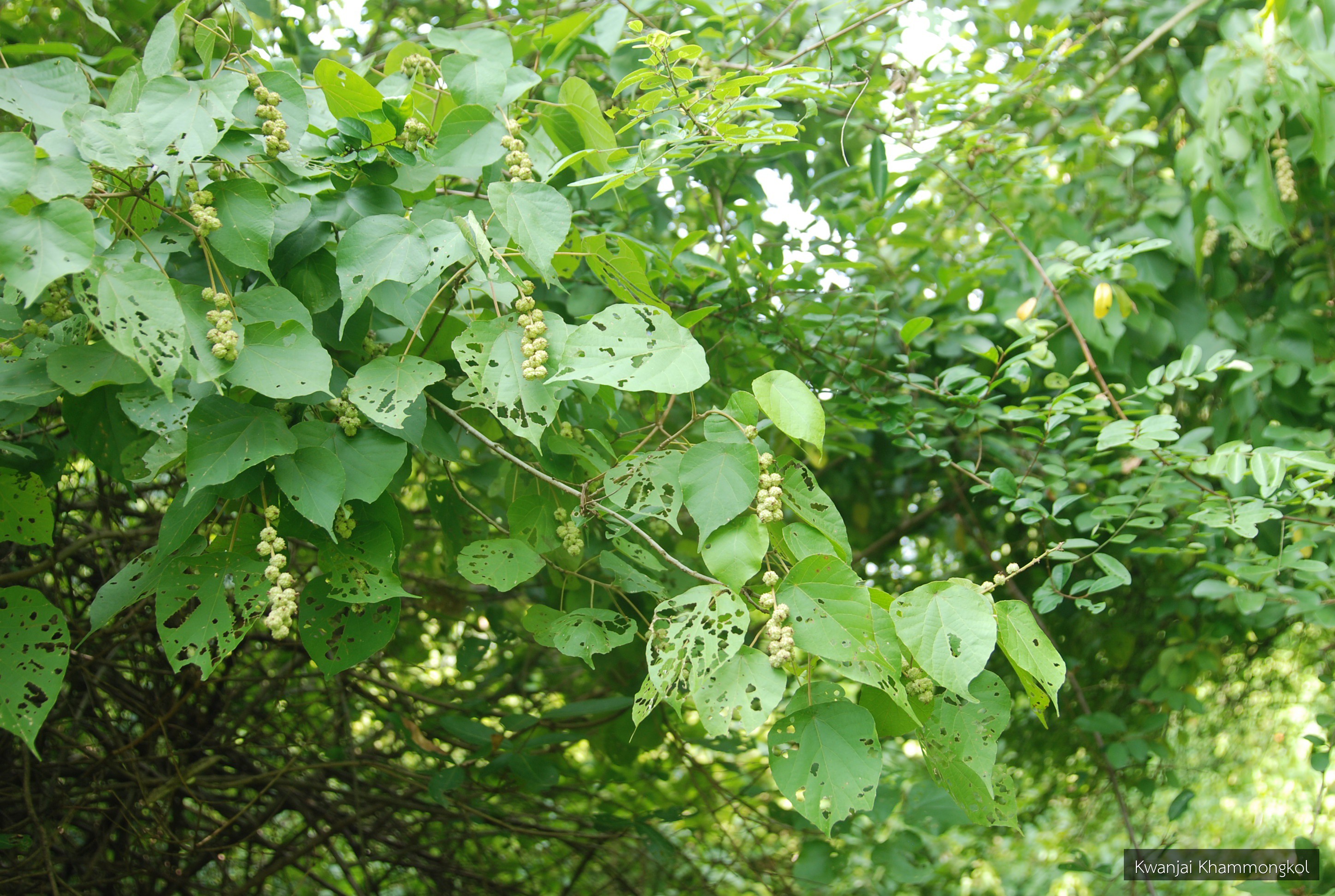 Mallotus thorelii