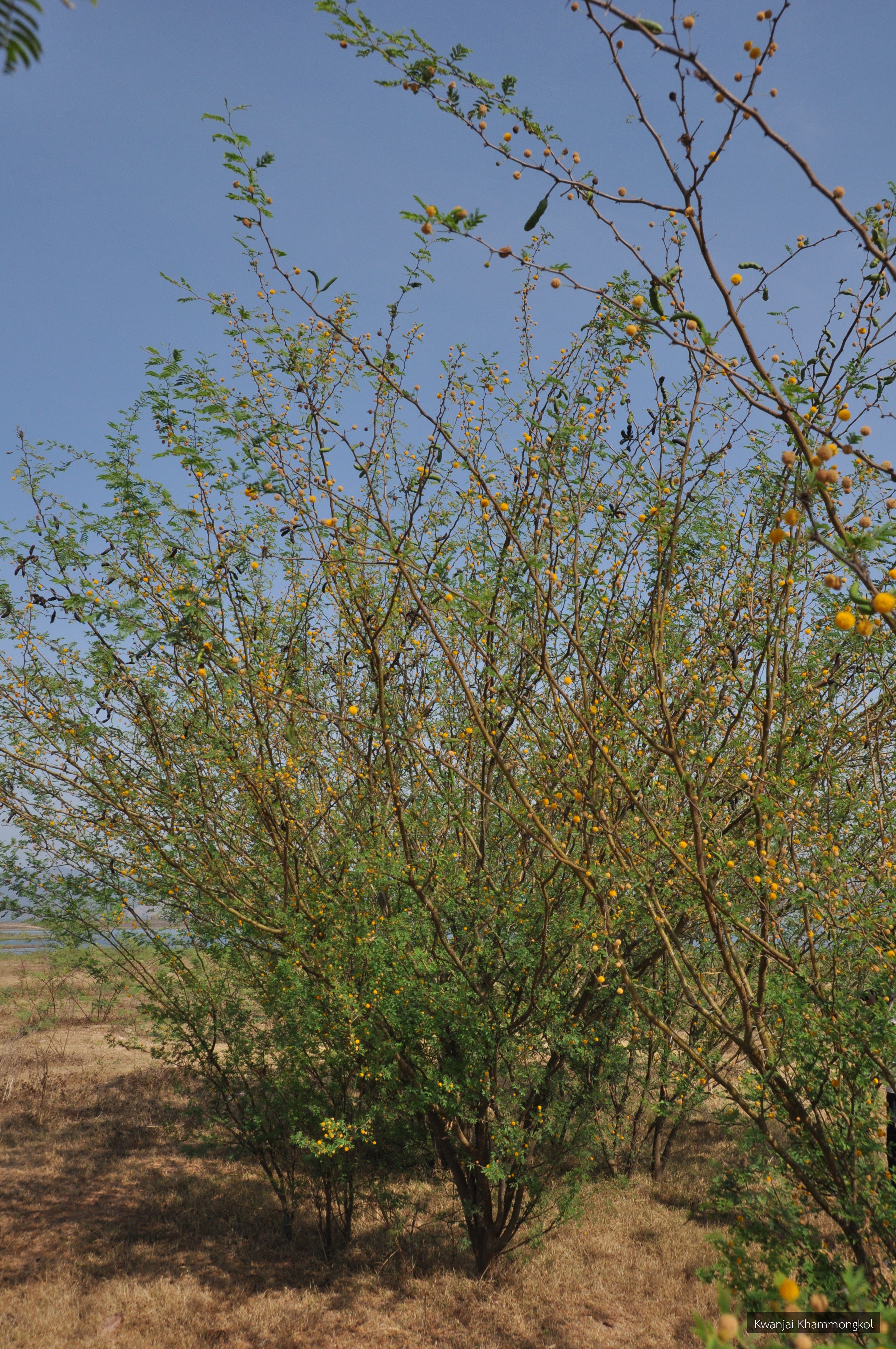 Acacia farnesiana