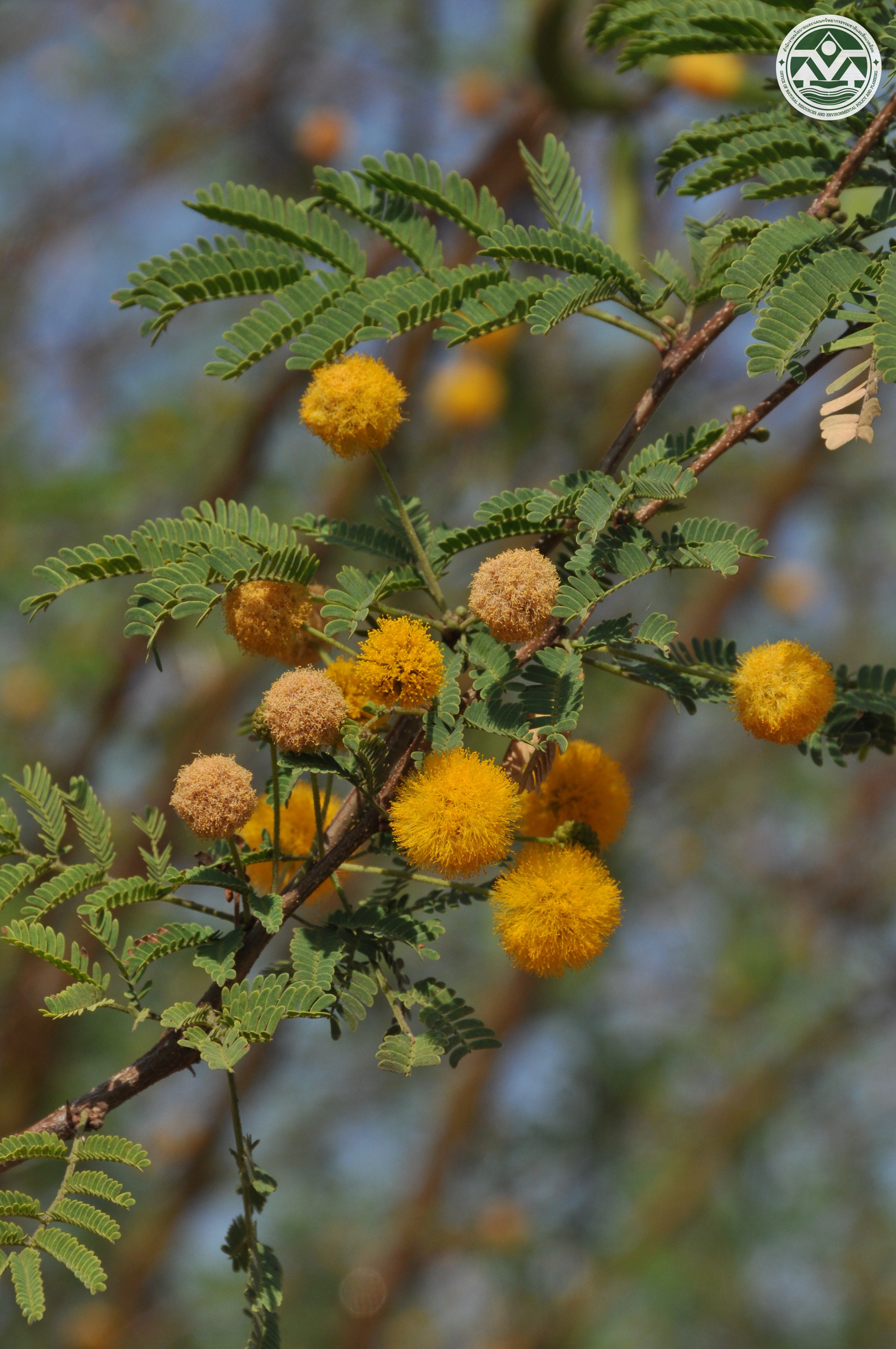 Acacia farnesiana