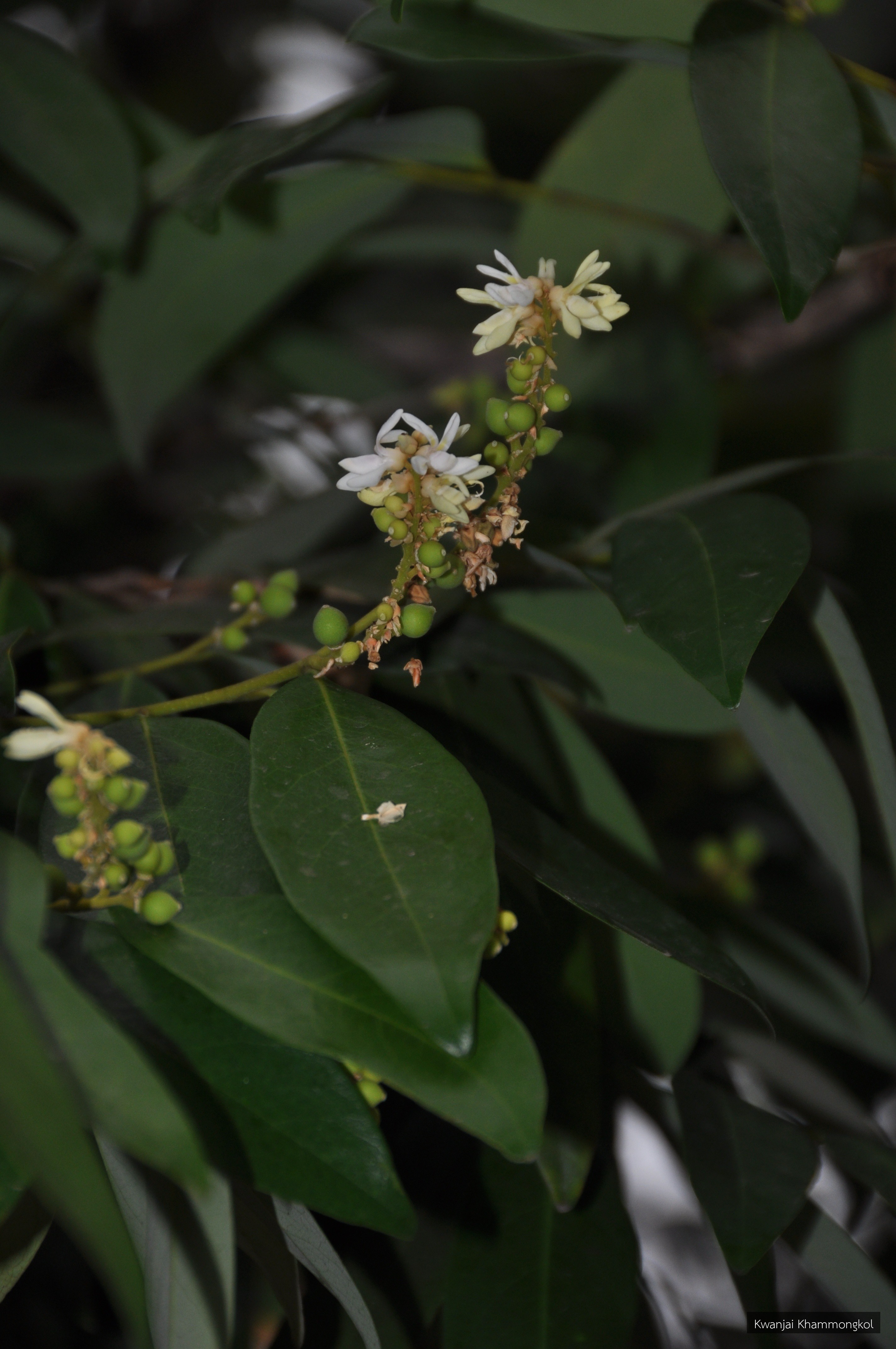 Xanthophyllum lanceatum