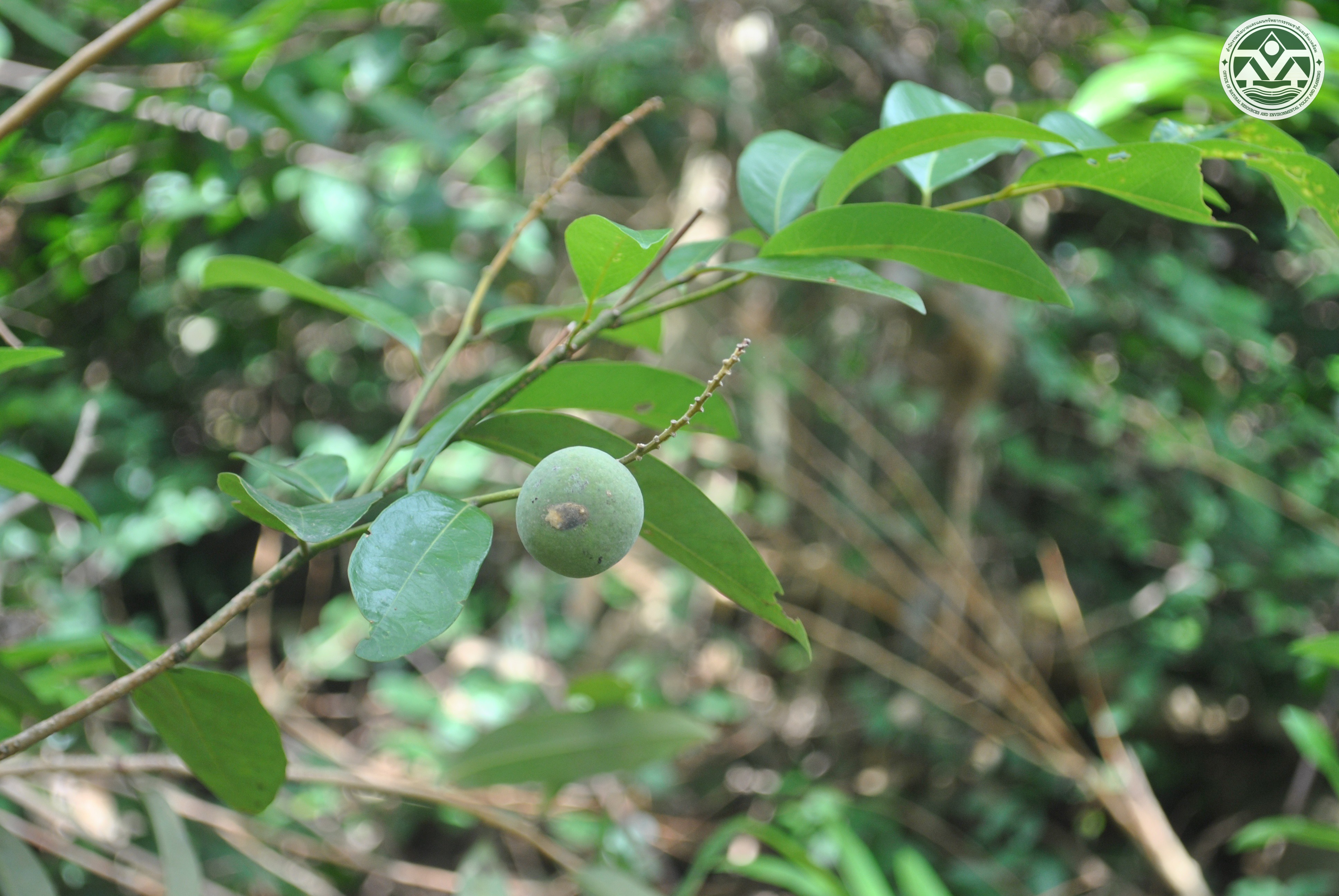 Xanthophyllum lanceatum