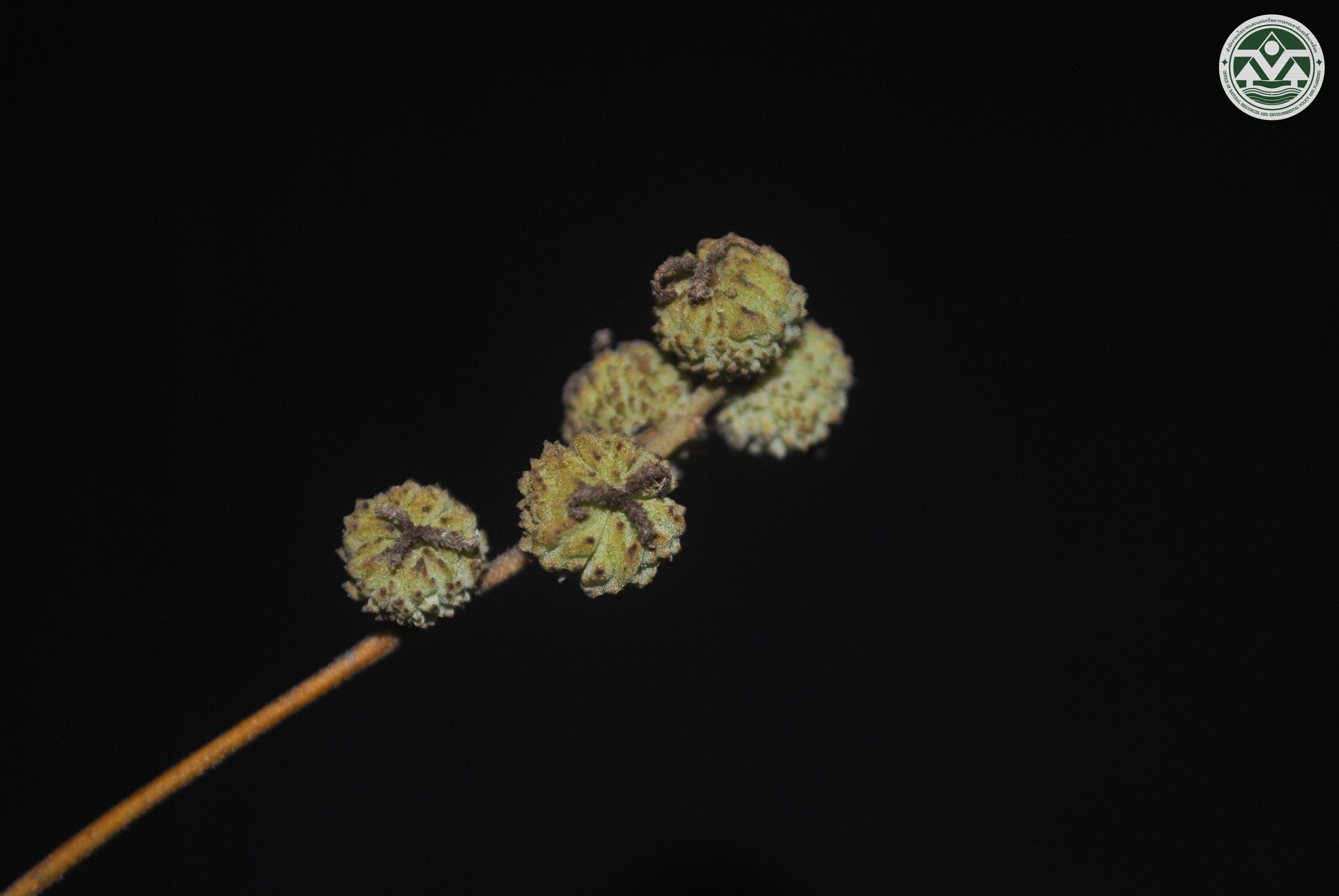 Croton krabas
