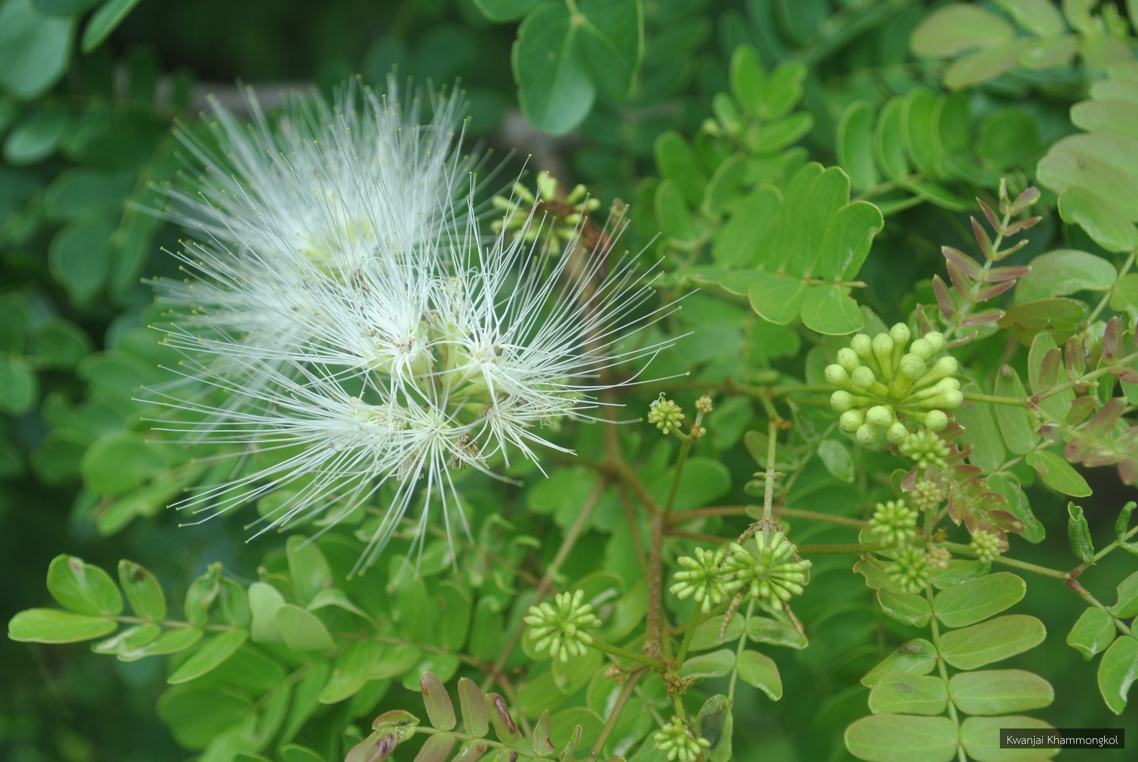 Cathormion umbellatum