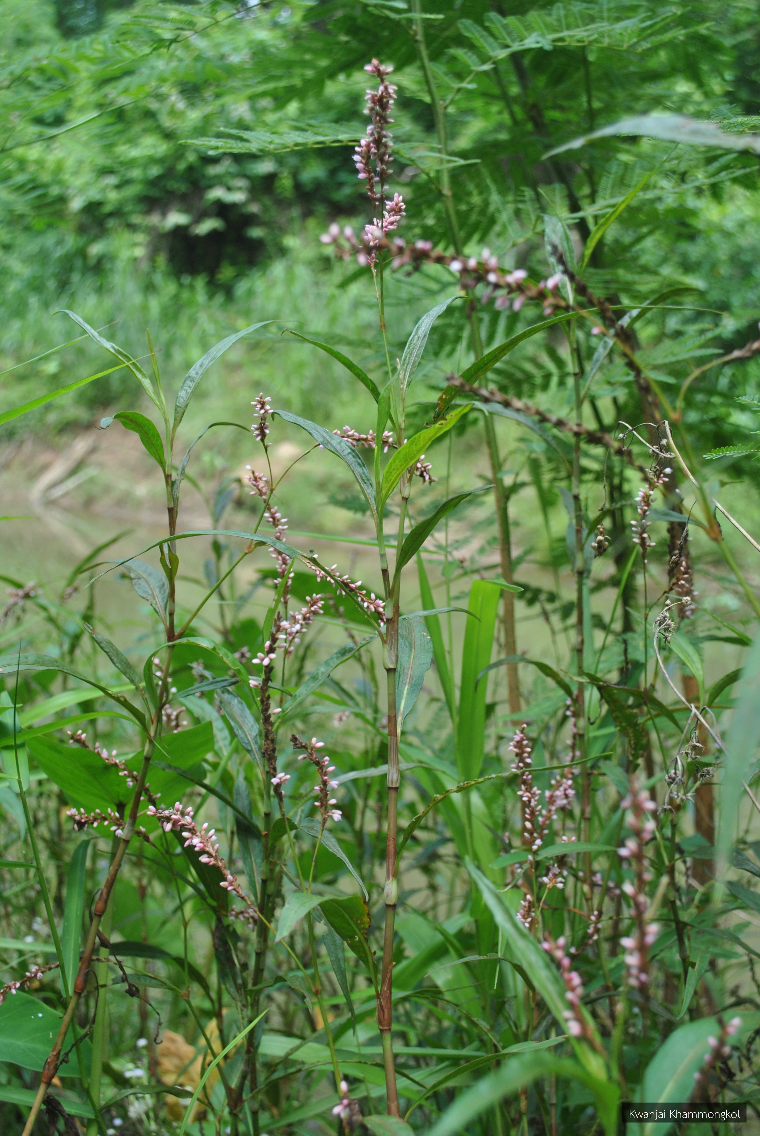 Polygonum barbatum
