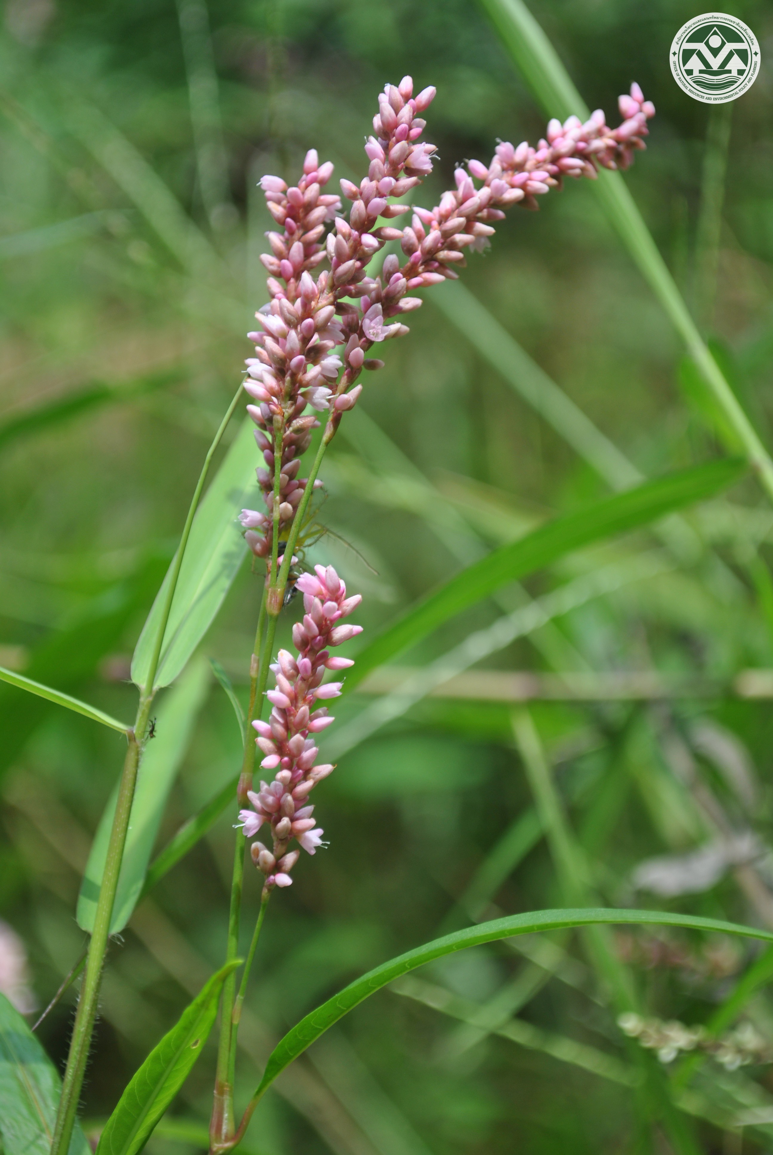 Polygonum barbatum