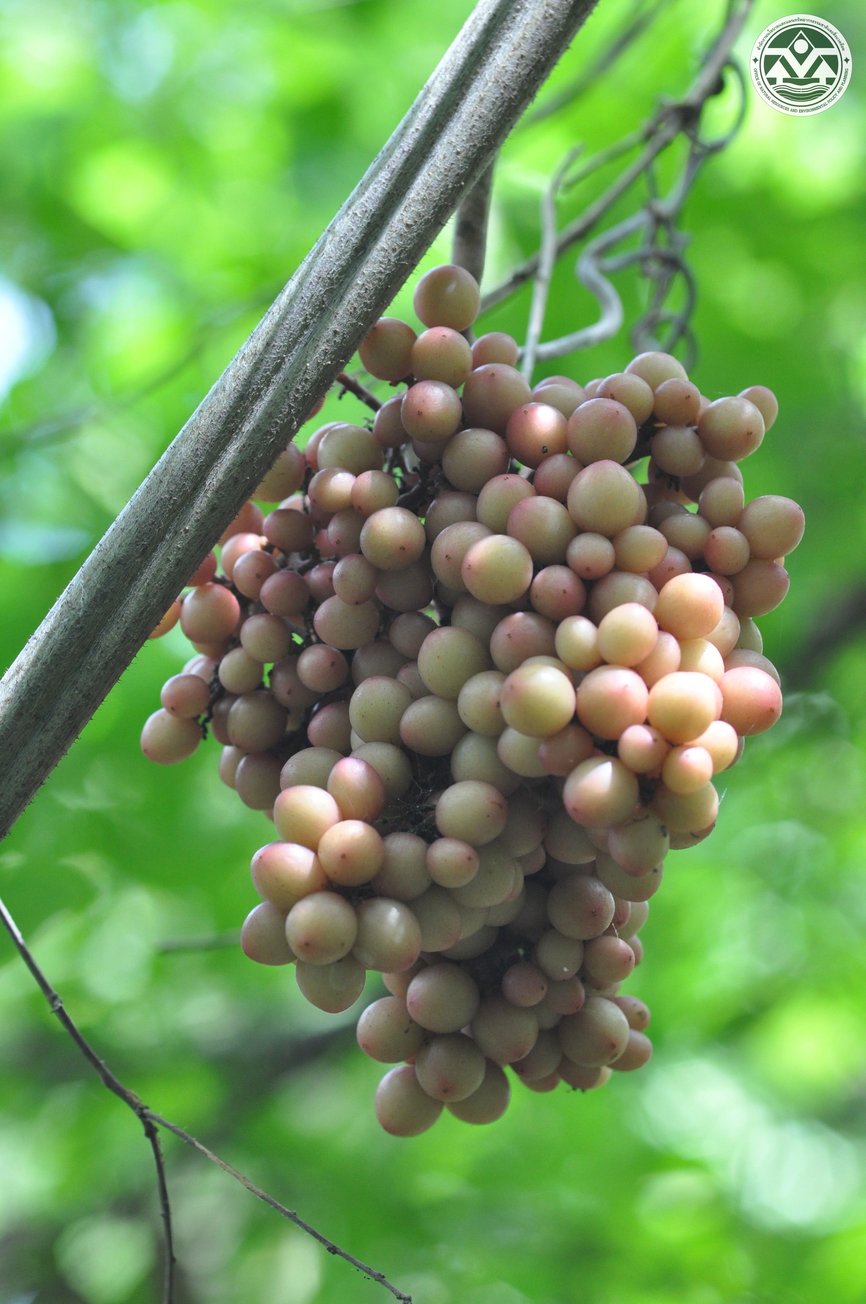 Ampelocissus arachnoidea
