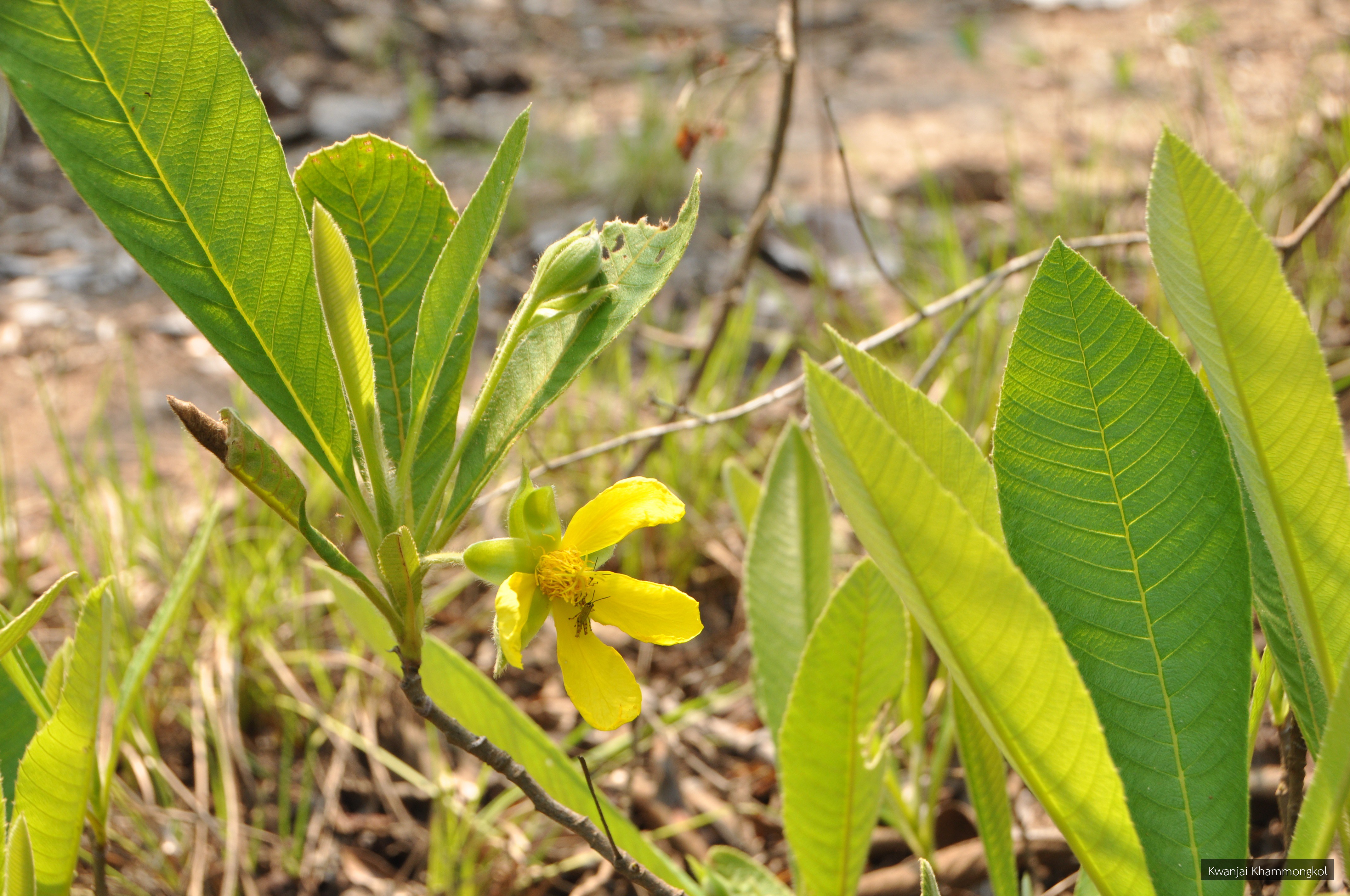 Dillenia hookeri