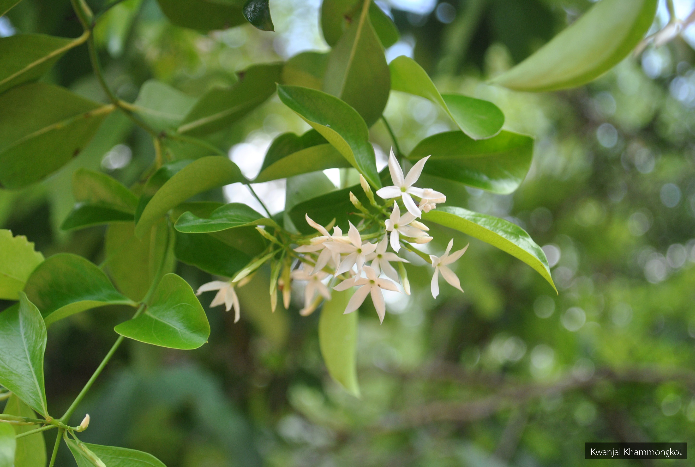 Carissa spinarum