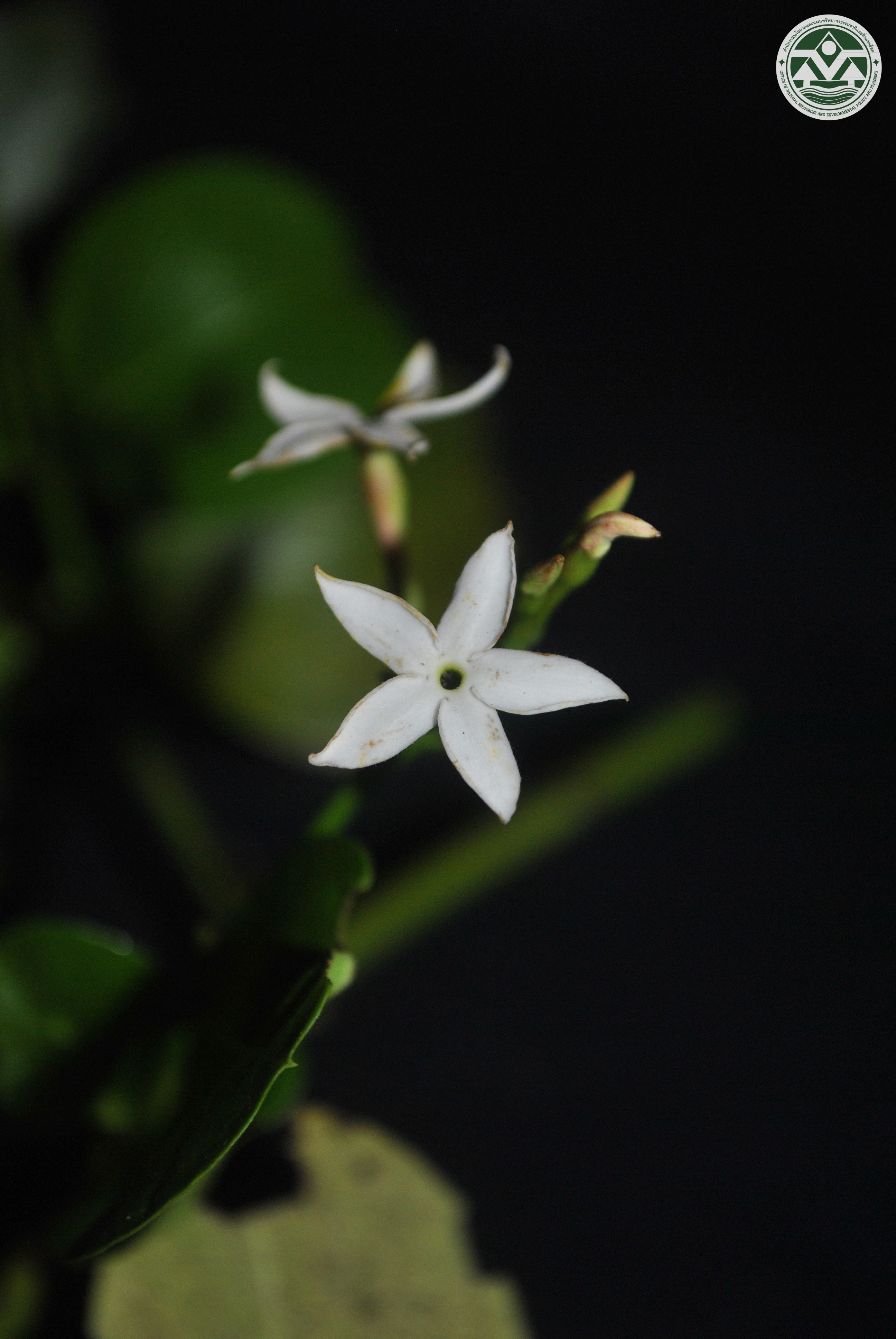 Carissa spinarum