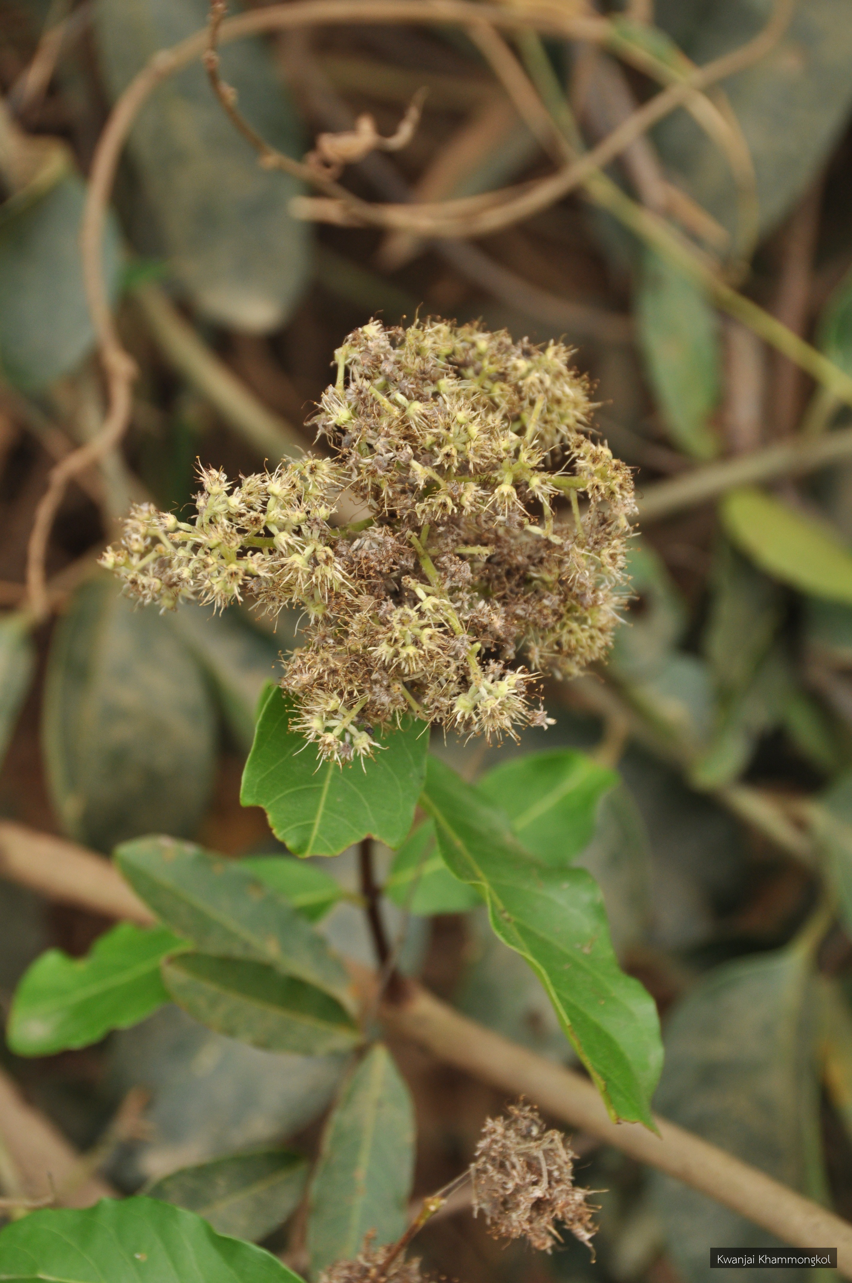 Combretum tetralophum